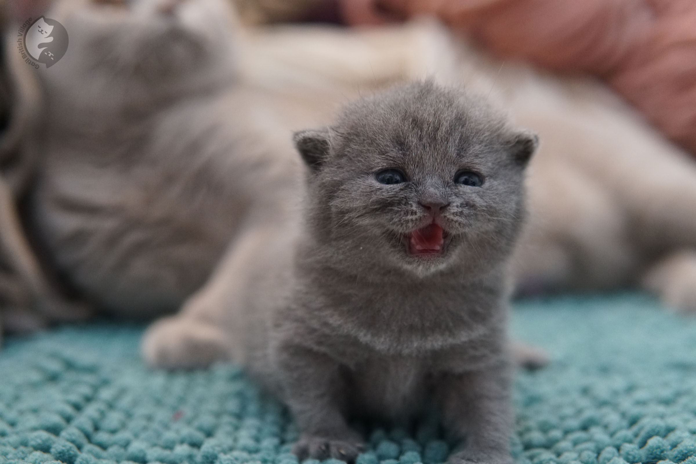 British Shorthair