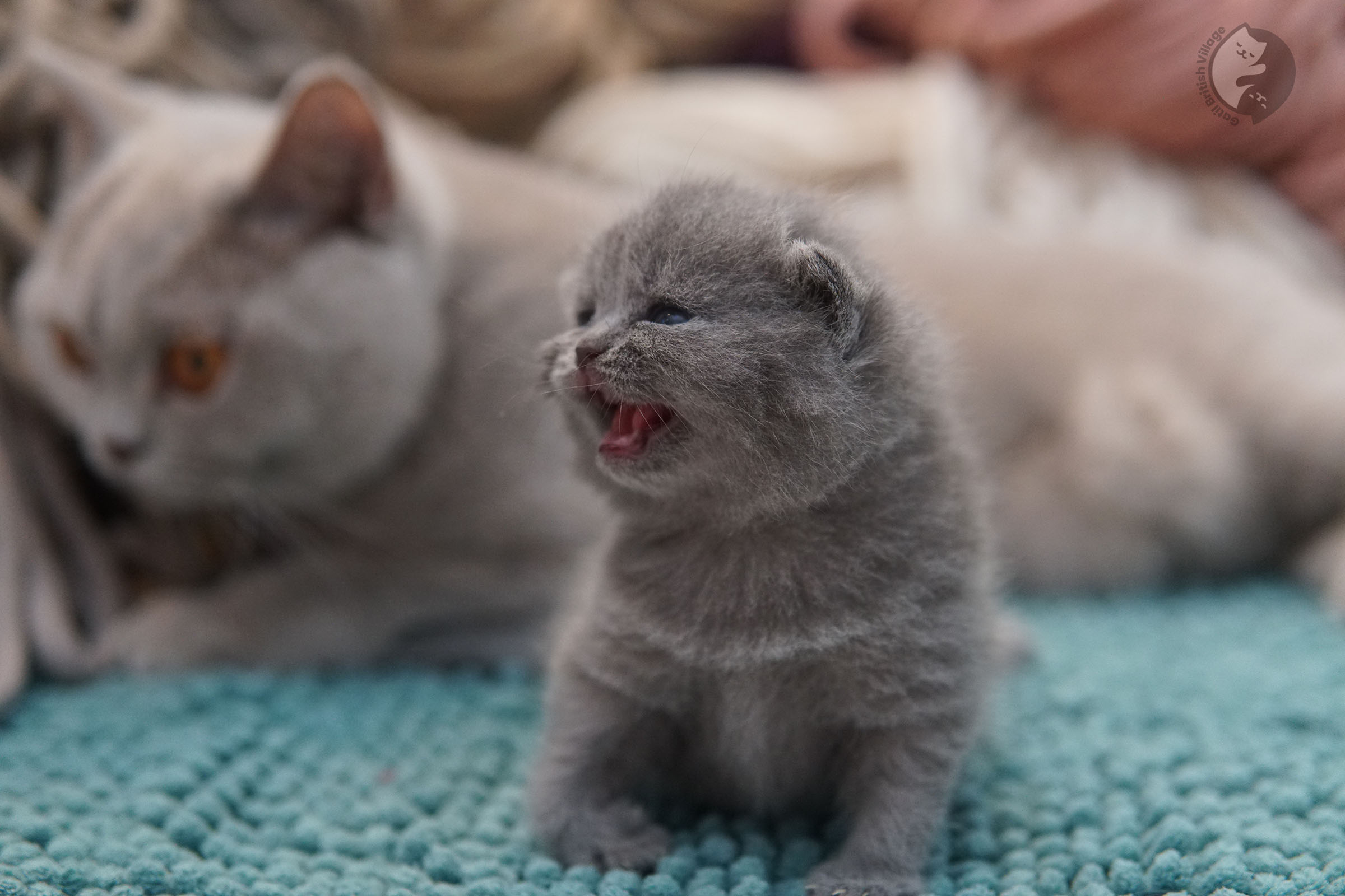 British Shorthair