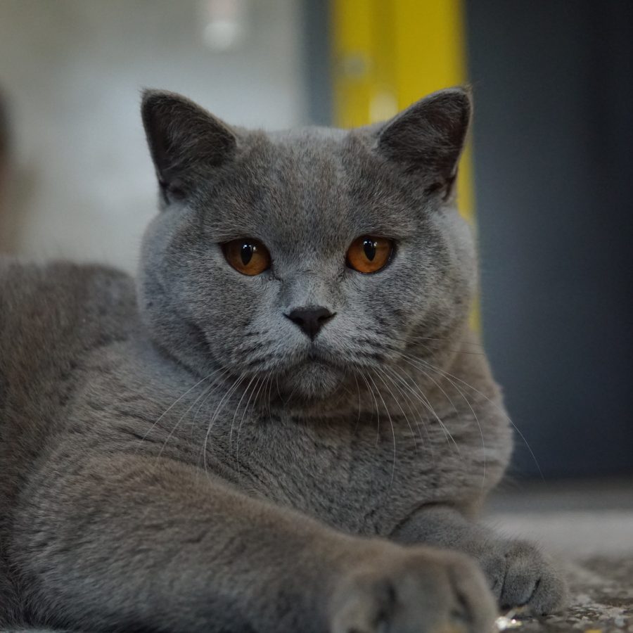 Gatil British Shorthair