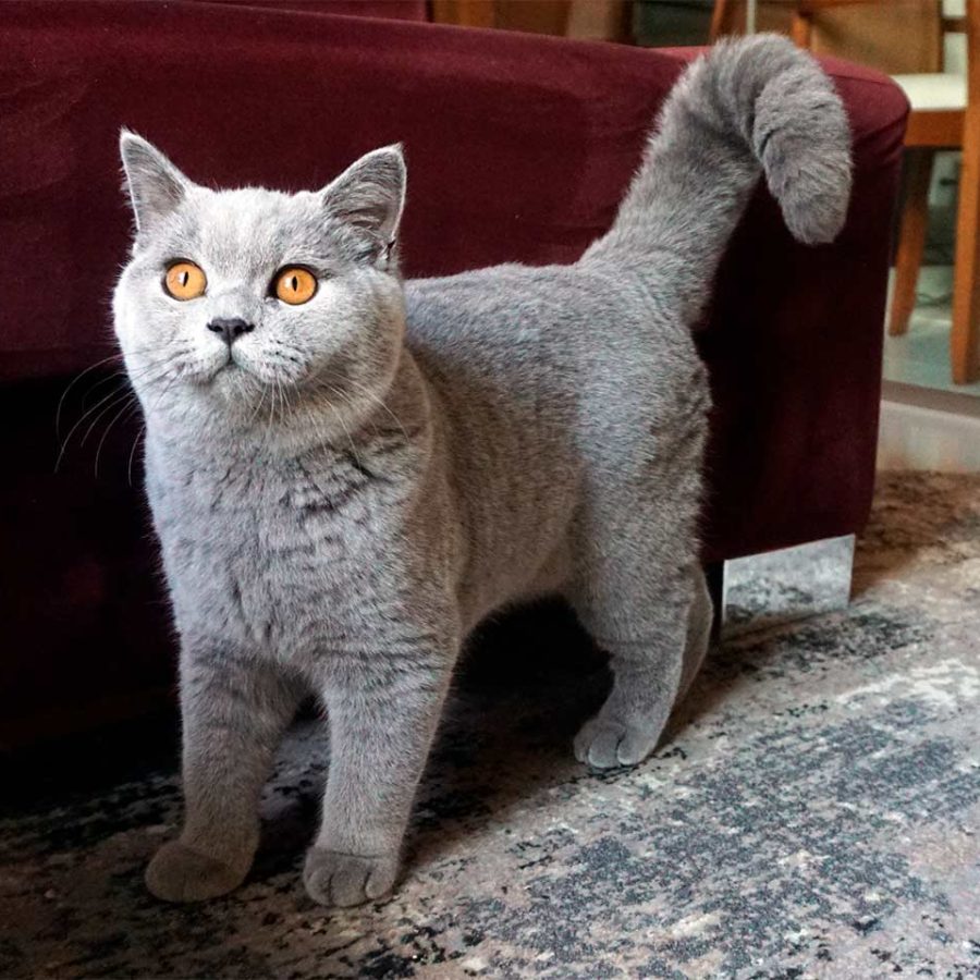 British Shorthair Cat Learn All About the Breed