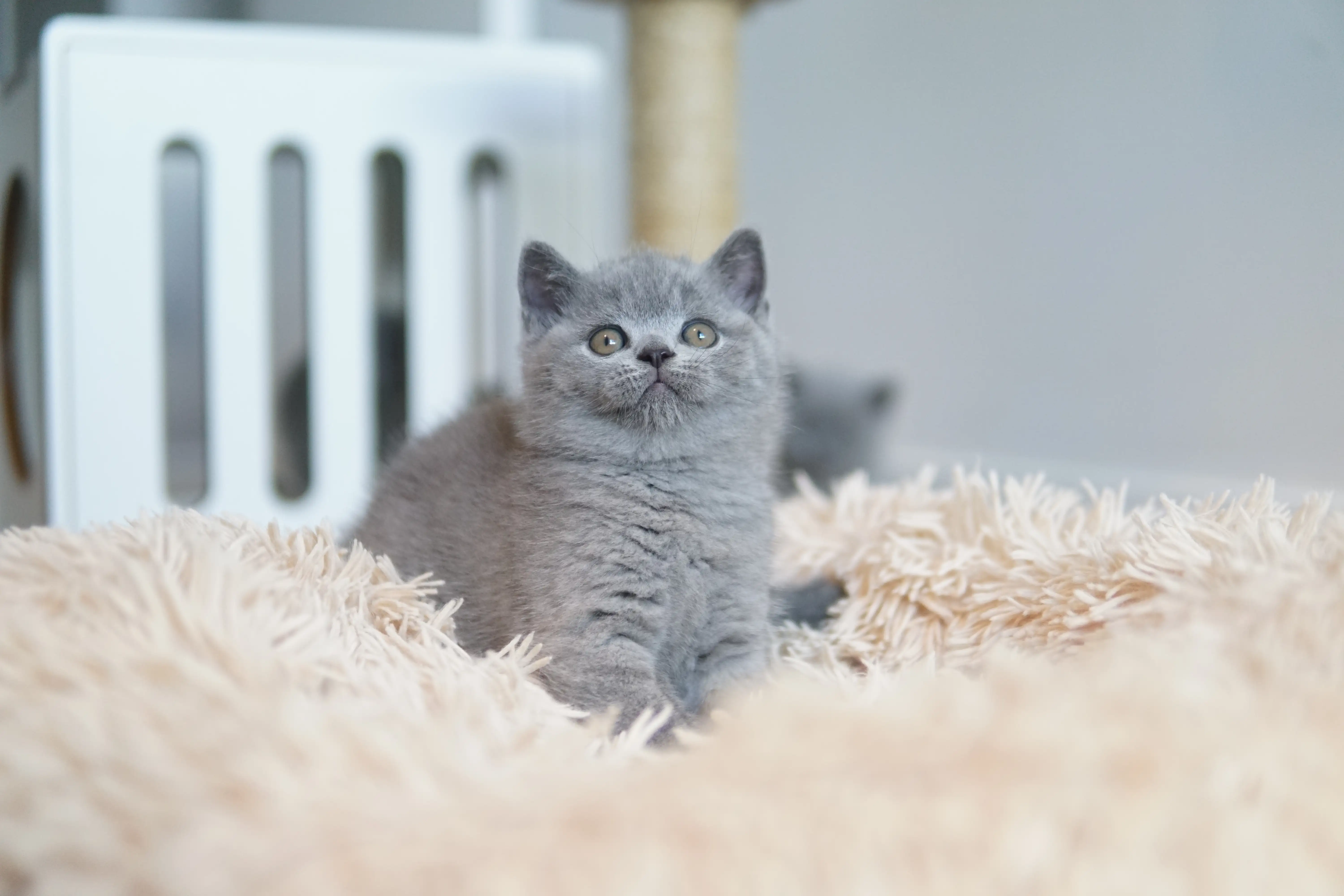 Filhote com olhar atento e fofo