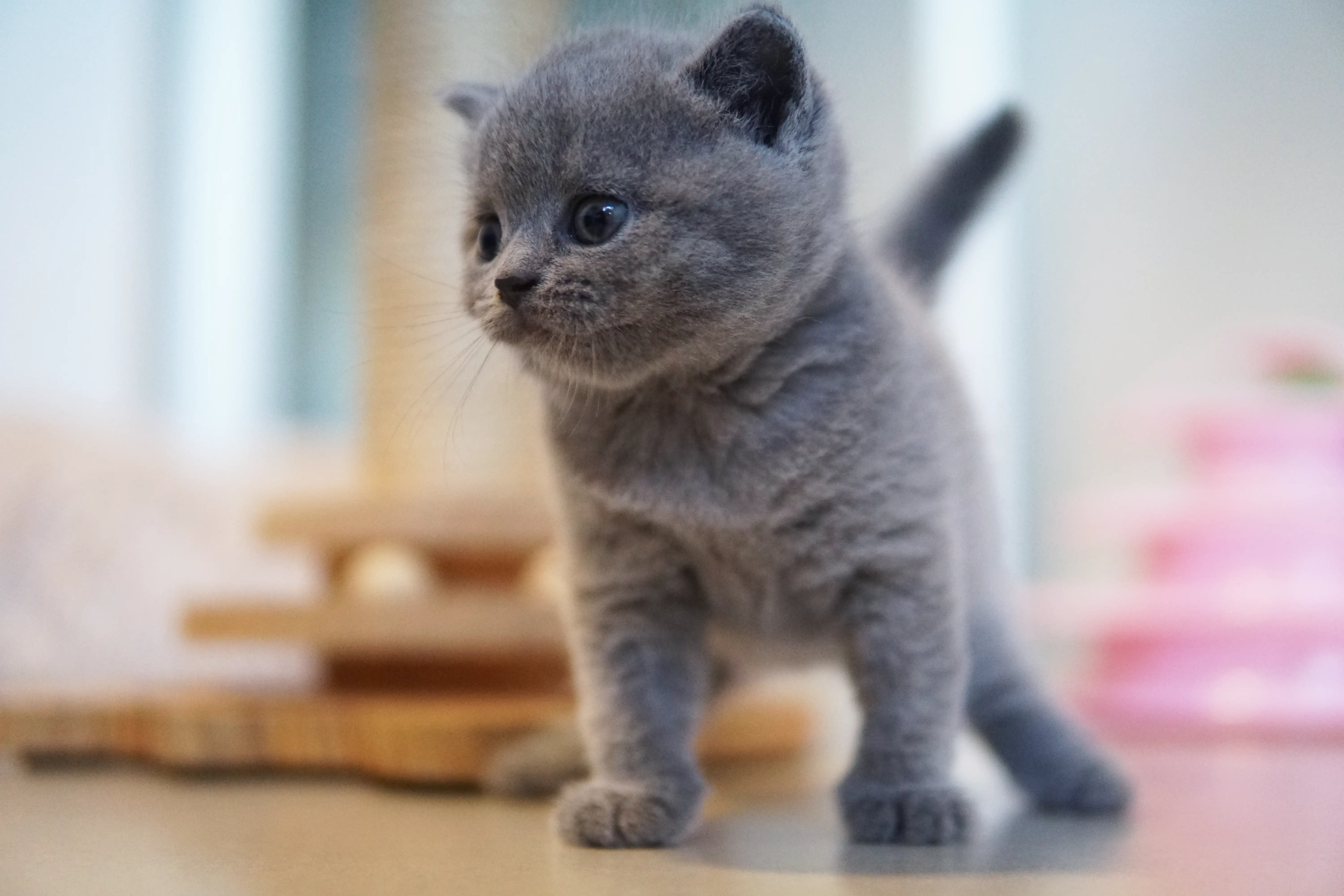 Filhote relaxando tranquilo