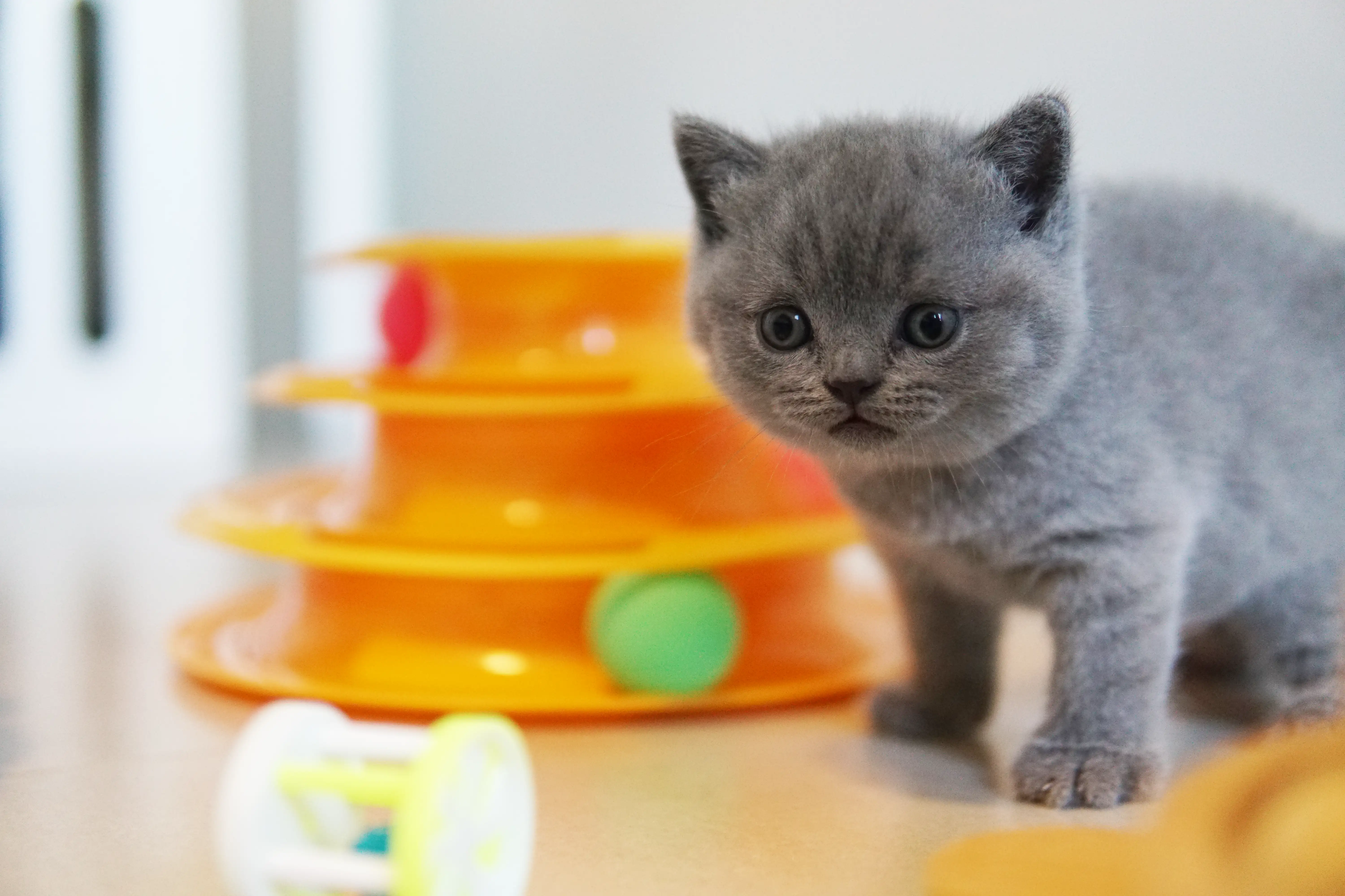 Filhote posando com elegância