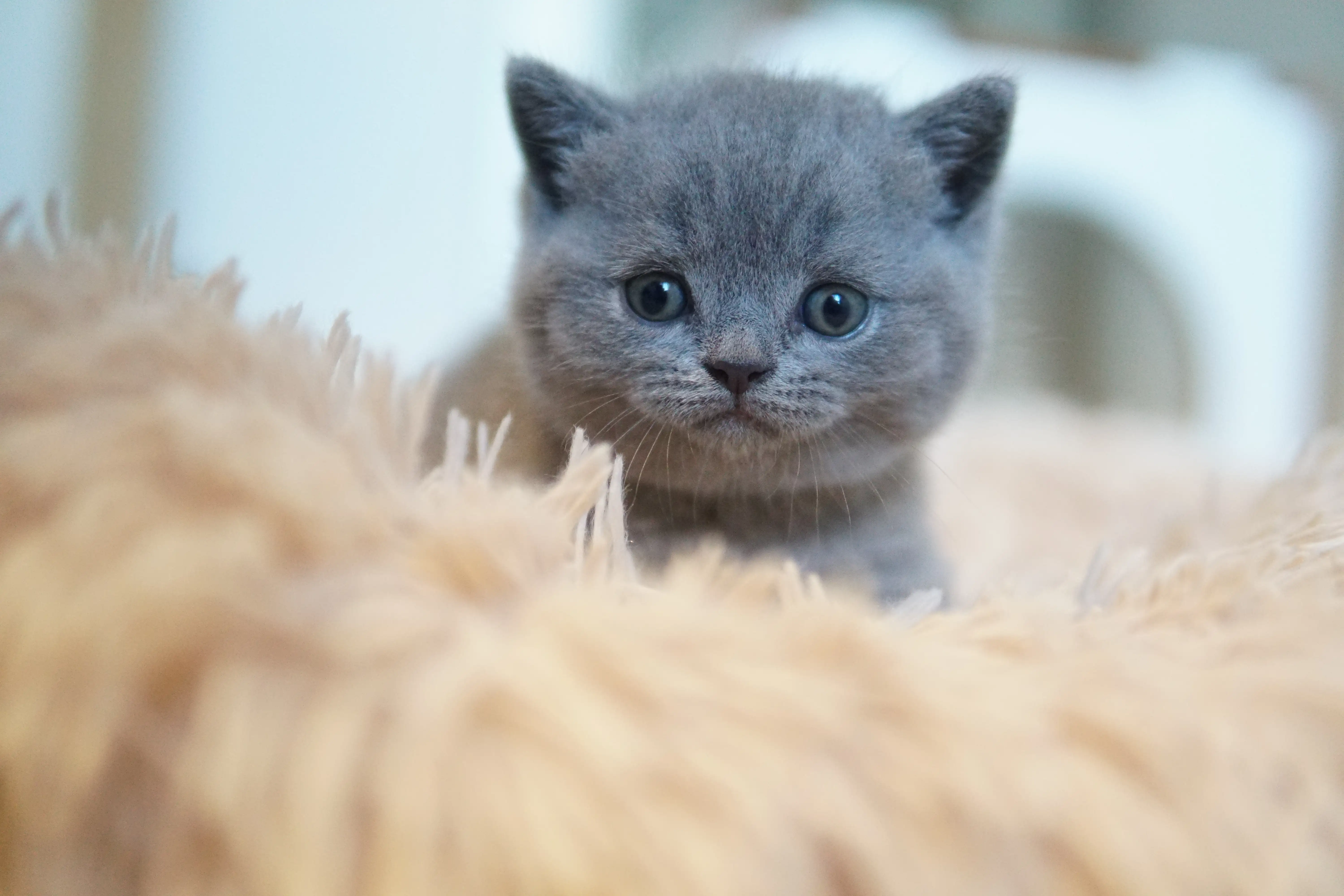 Filhote curioso como sempre