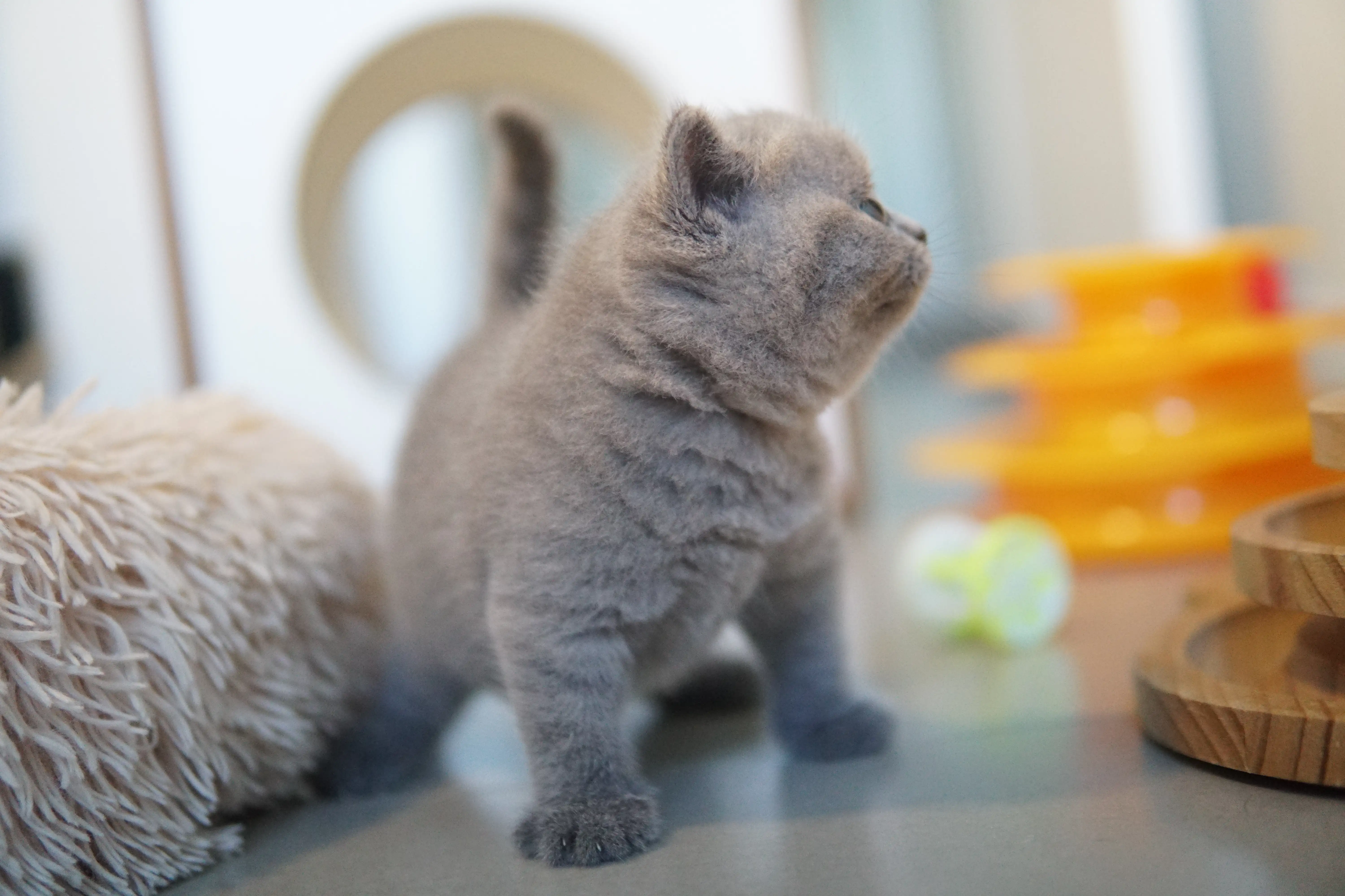 Filhote deitado perto do arranhador