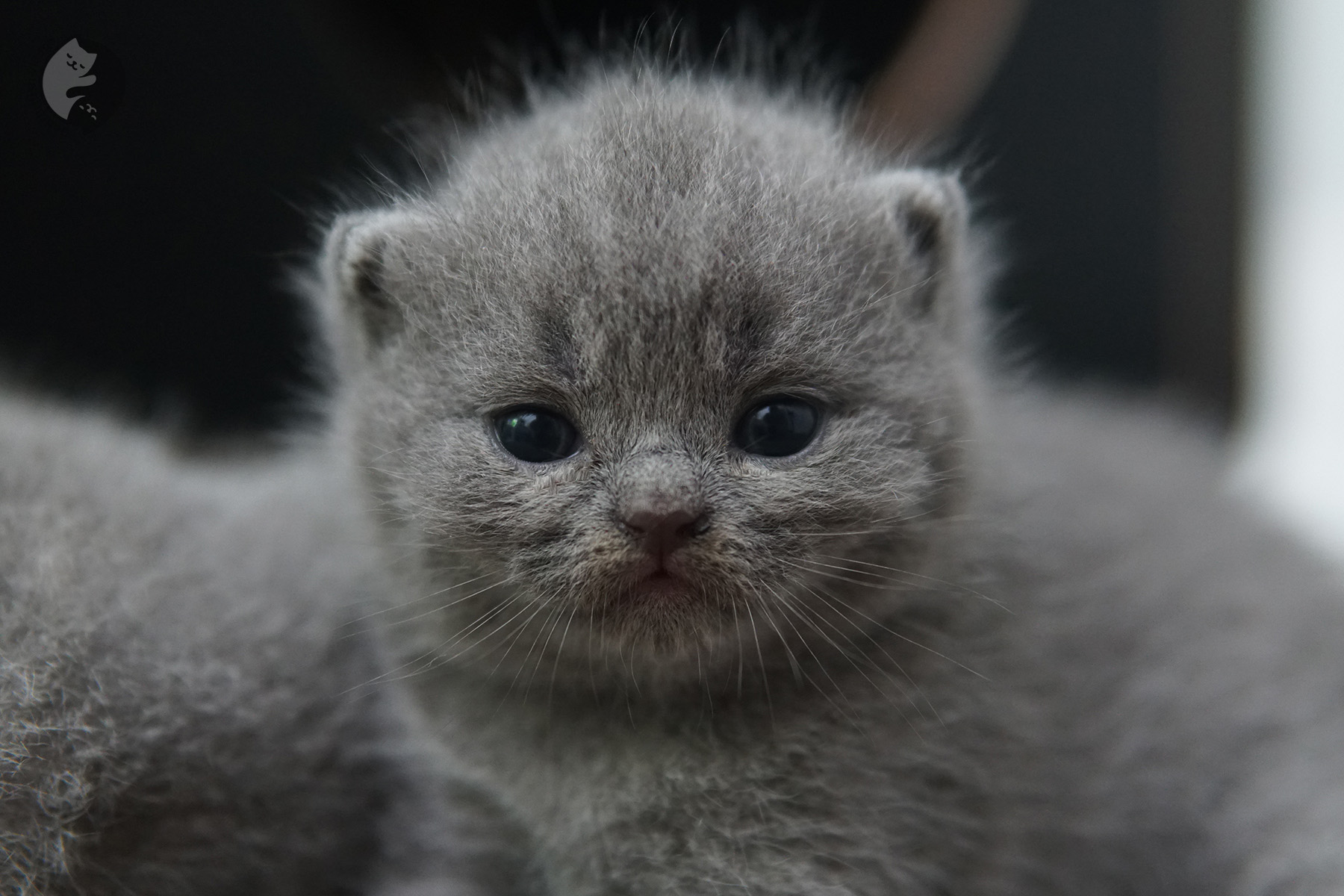 Gatinho British Shorthair de raça em close - foto 2