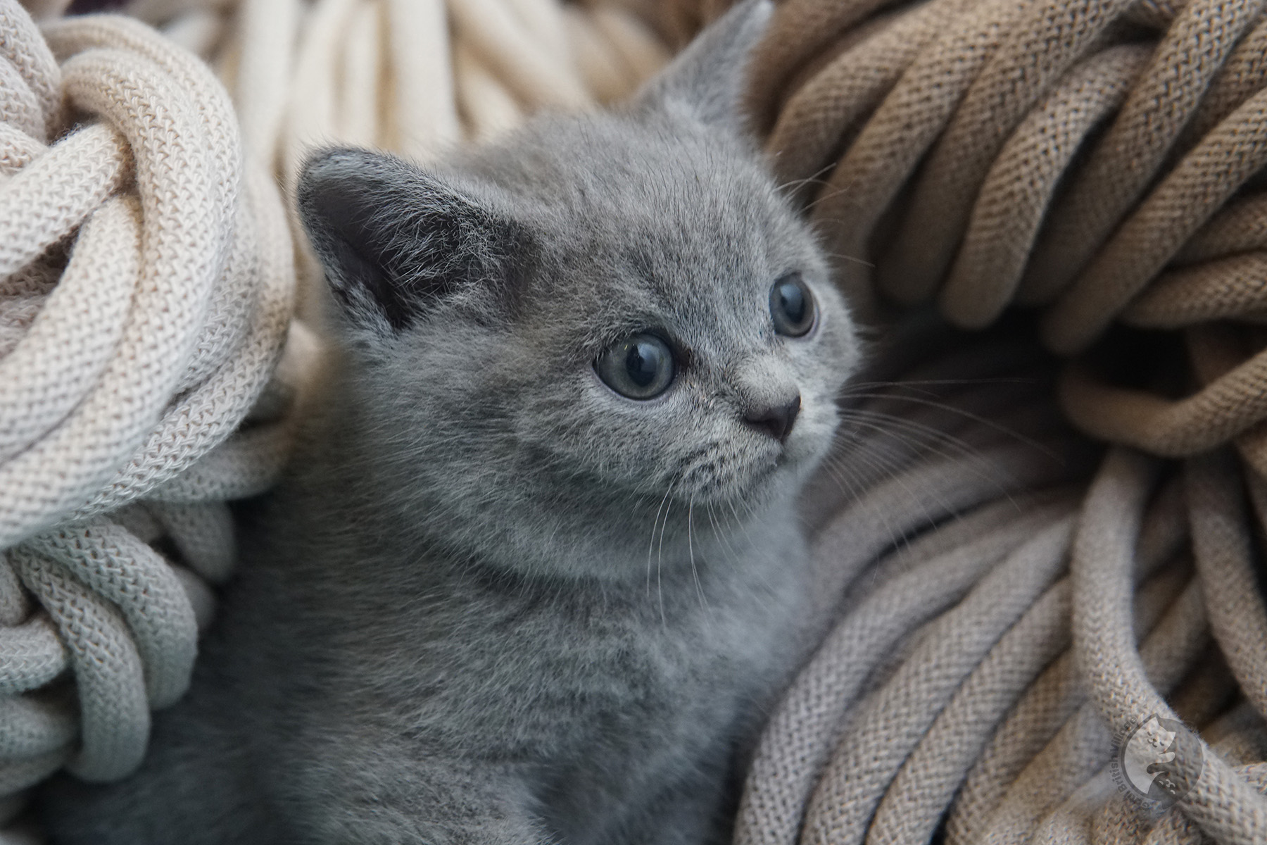 Pelagem azul característica do British Shorthair - foto 10
