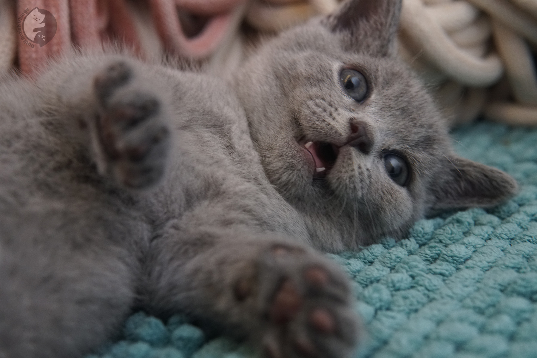 Filhote imponente de British Shorthair - foto 14