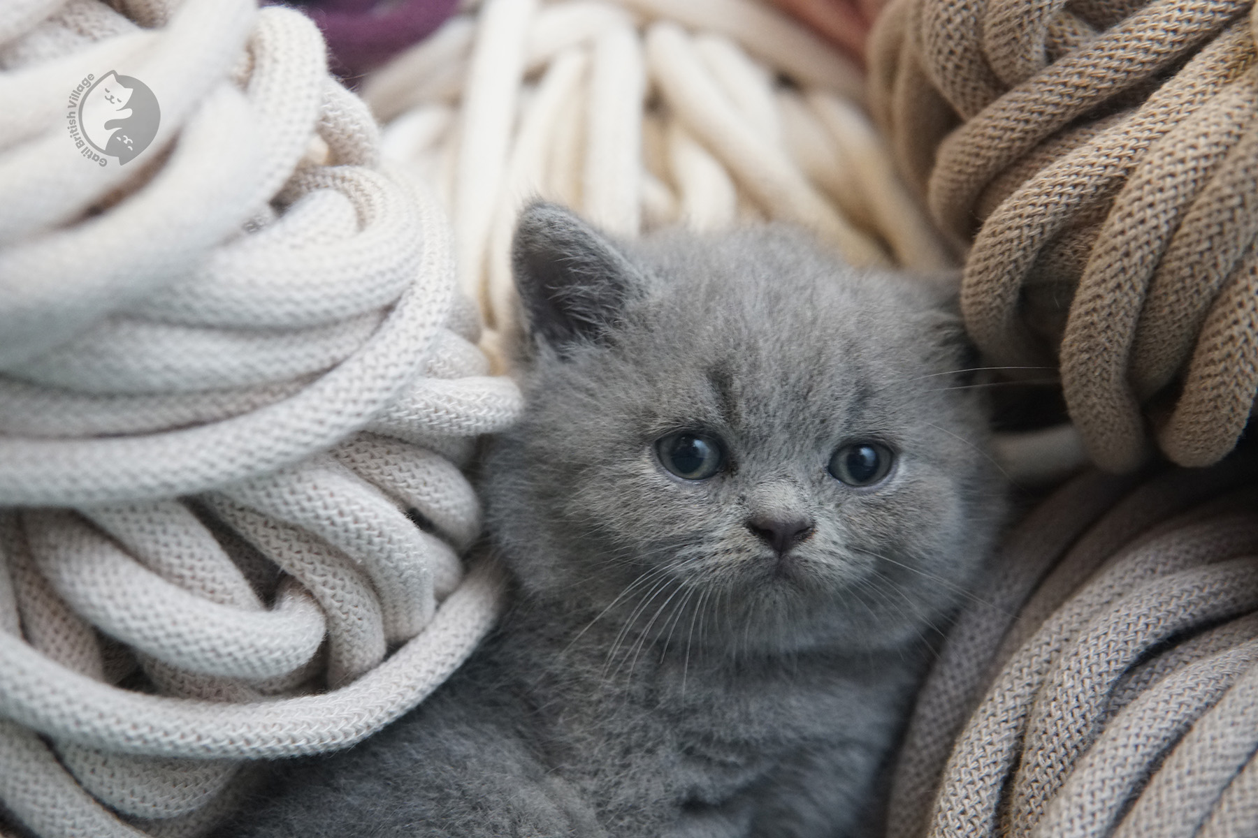 Filhote da raça British Shorthair caminhando - foto 17