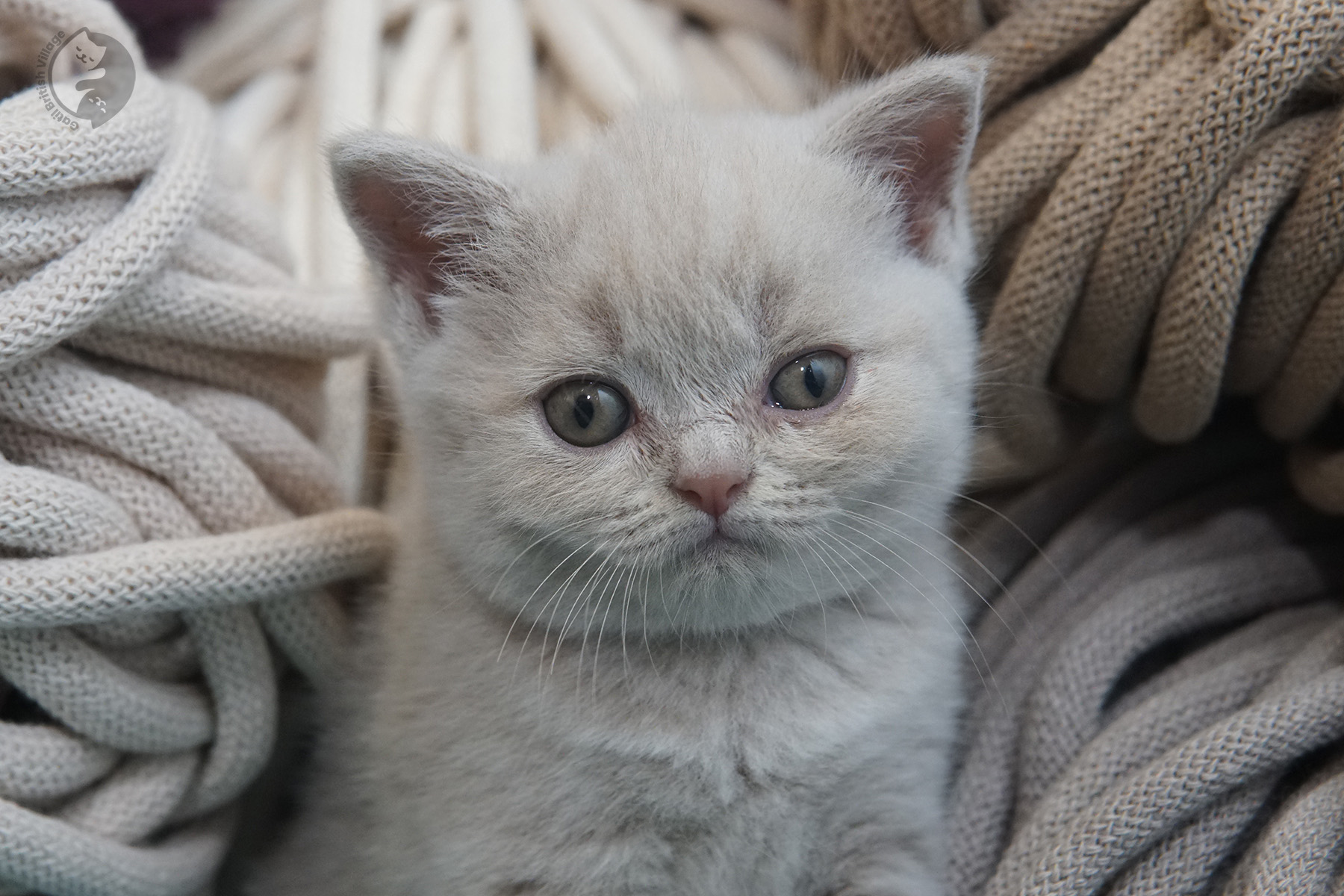 Filhote da raça British Shorthair atento - foto 20