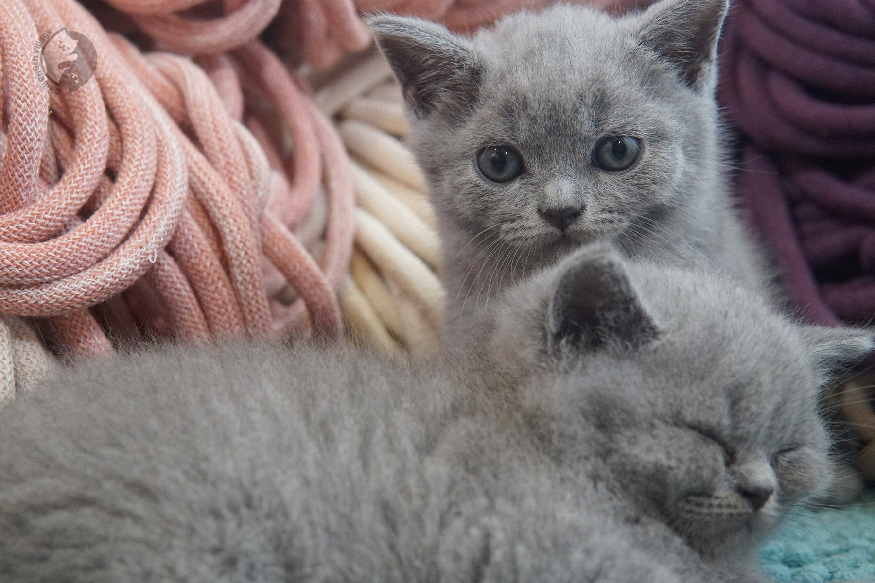 Gatinho encantador de pelagem lilac - foto 21
