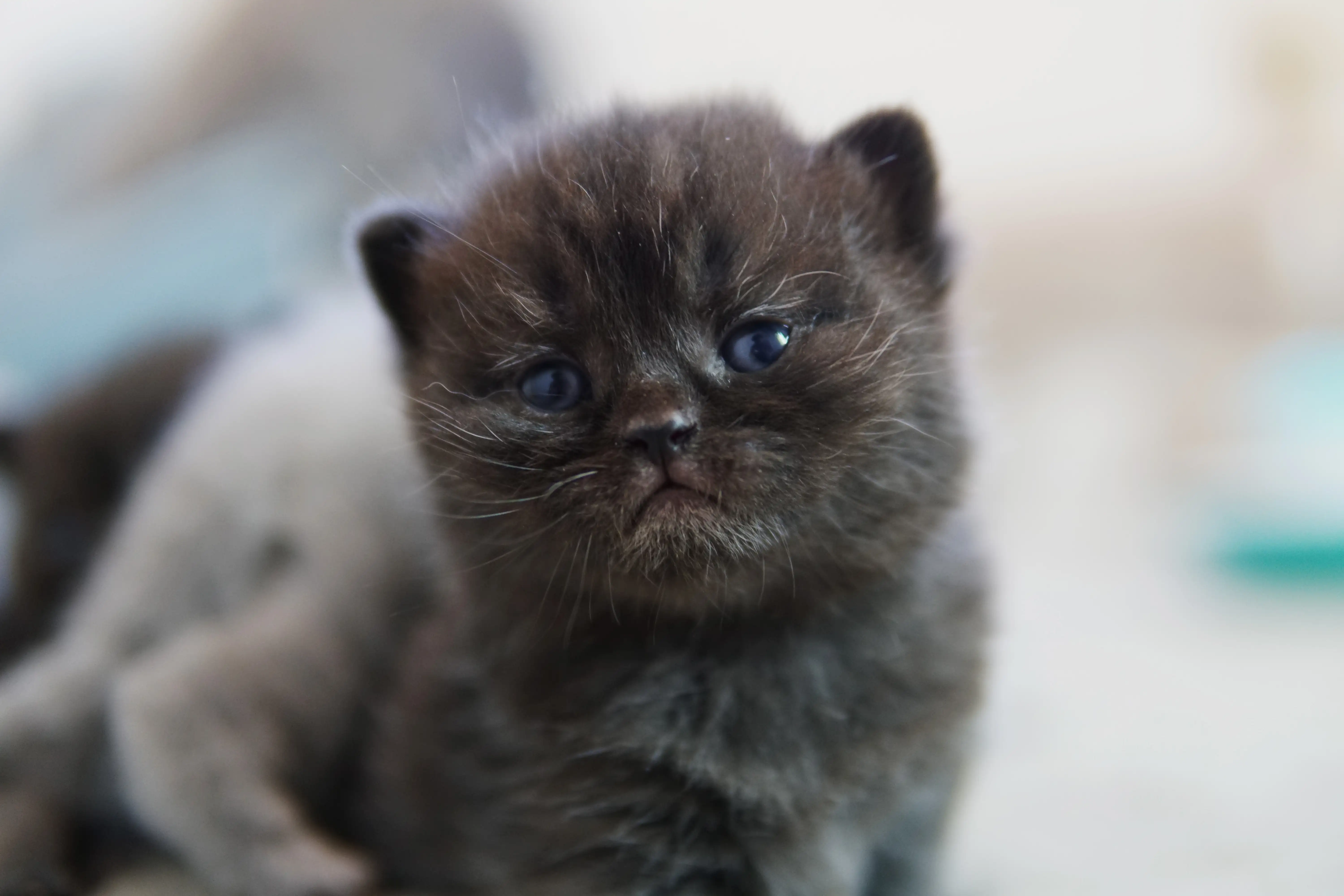 Filhote preto British Shorthair observando com olhar sereno e direto