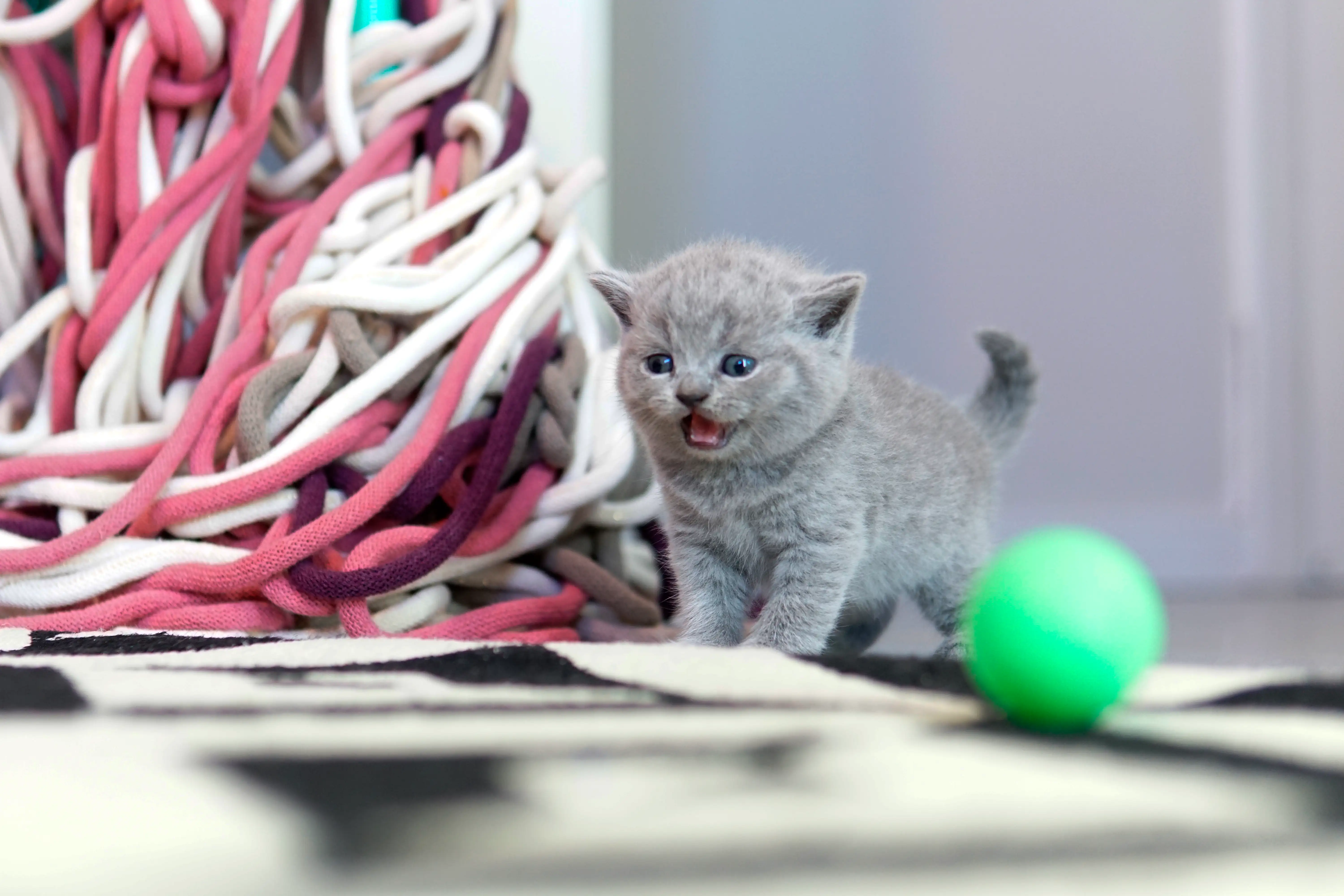 Filhote blue British Shorthair em pé no tapete, com brinquedo verde ao lado