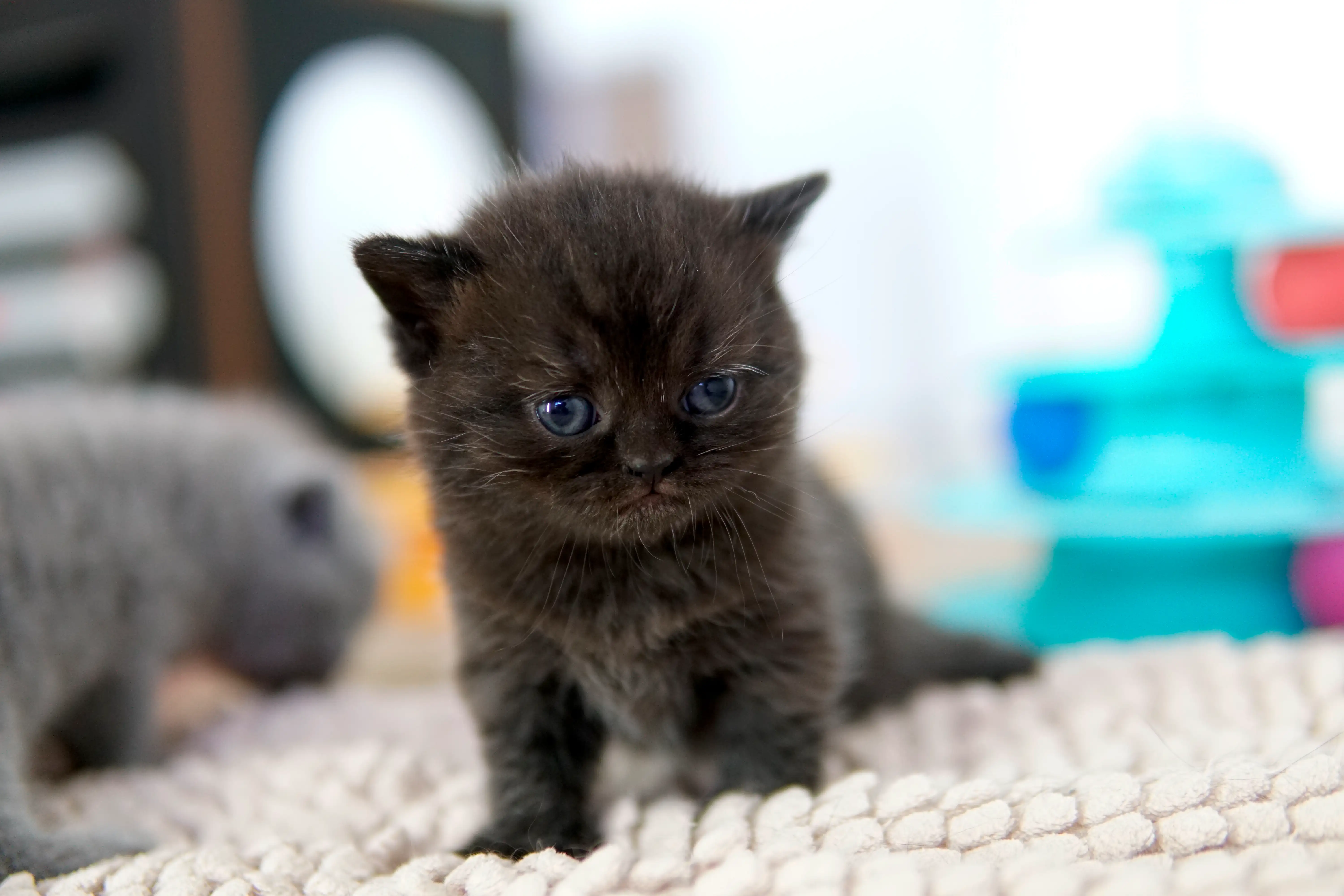 Filhote preto British Shorthair sentado em tapete claro com postura alerta