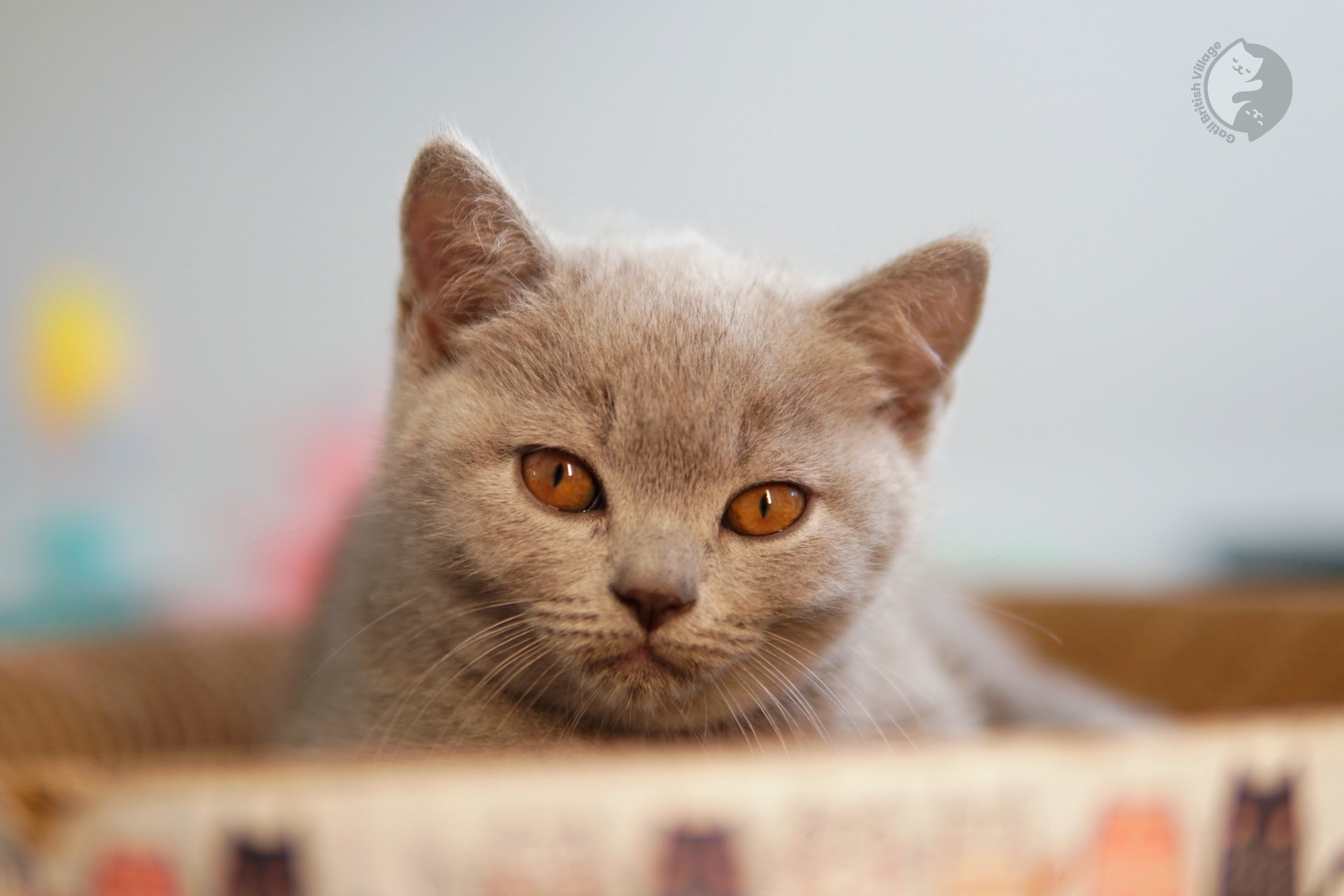 Filhote British Shorthair lilac deitado entre almofadas felpudas, no cenário de inverno com tons pastel