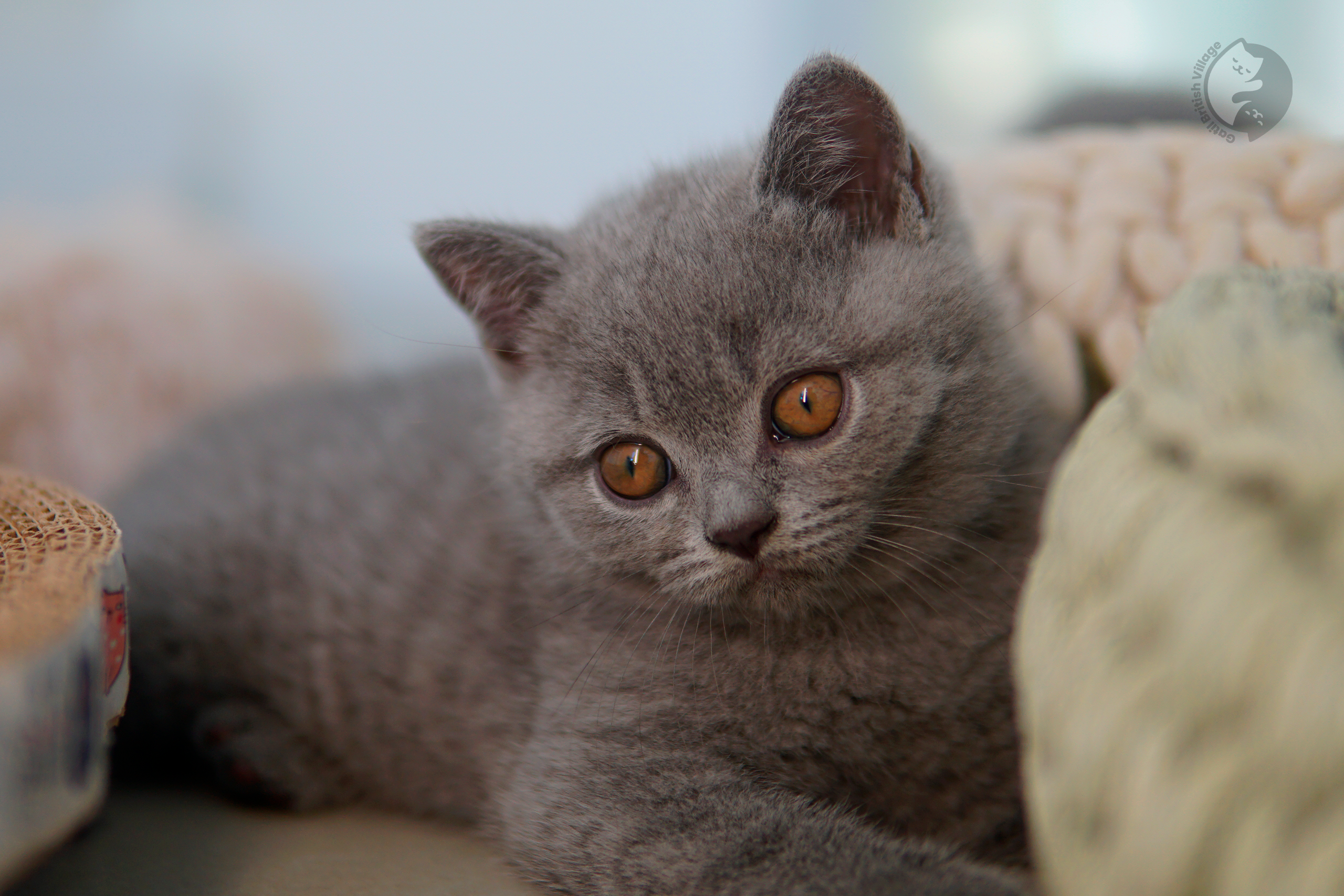 Filhote British Shorthair lilac com as patinhas esticadas sobre o cobertor, em posição relaxada e tranquila