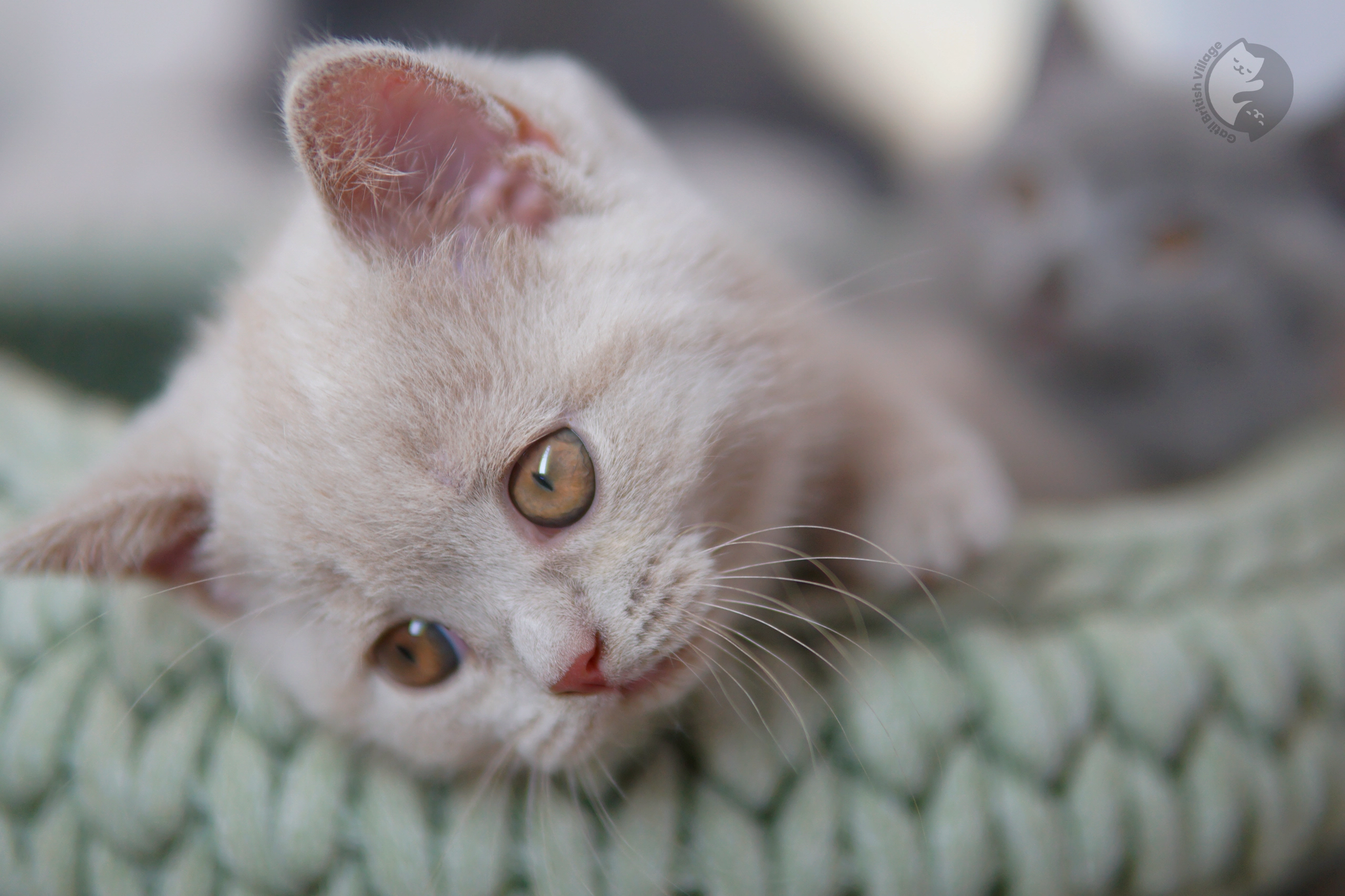 Filhote British Shorthair lilac cheirando o ambiente curioso, em estúdio com fundo neutro