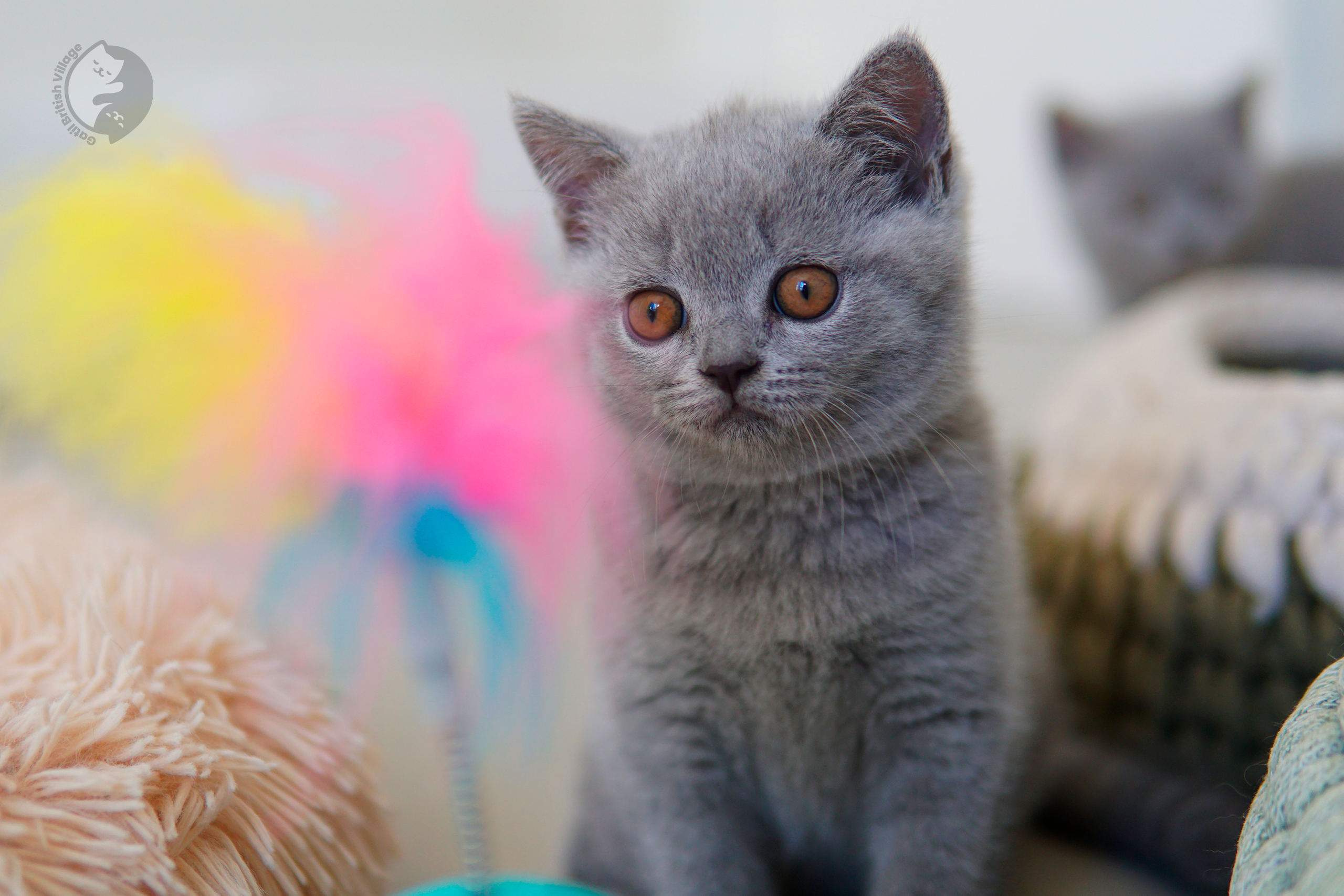 Filhote British Shorthair lilac olhando diretamente para a lente, com olhos semiabertos