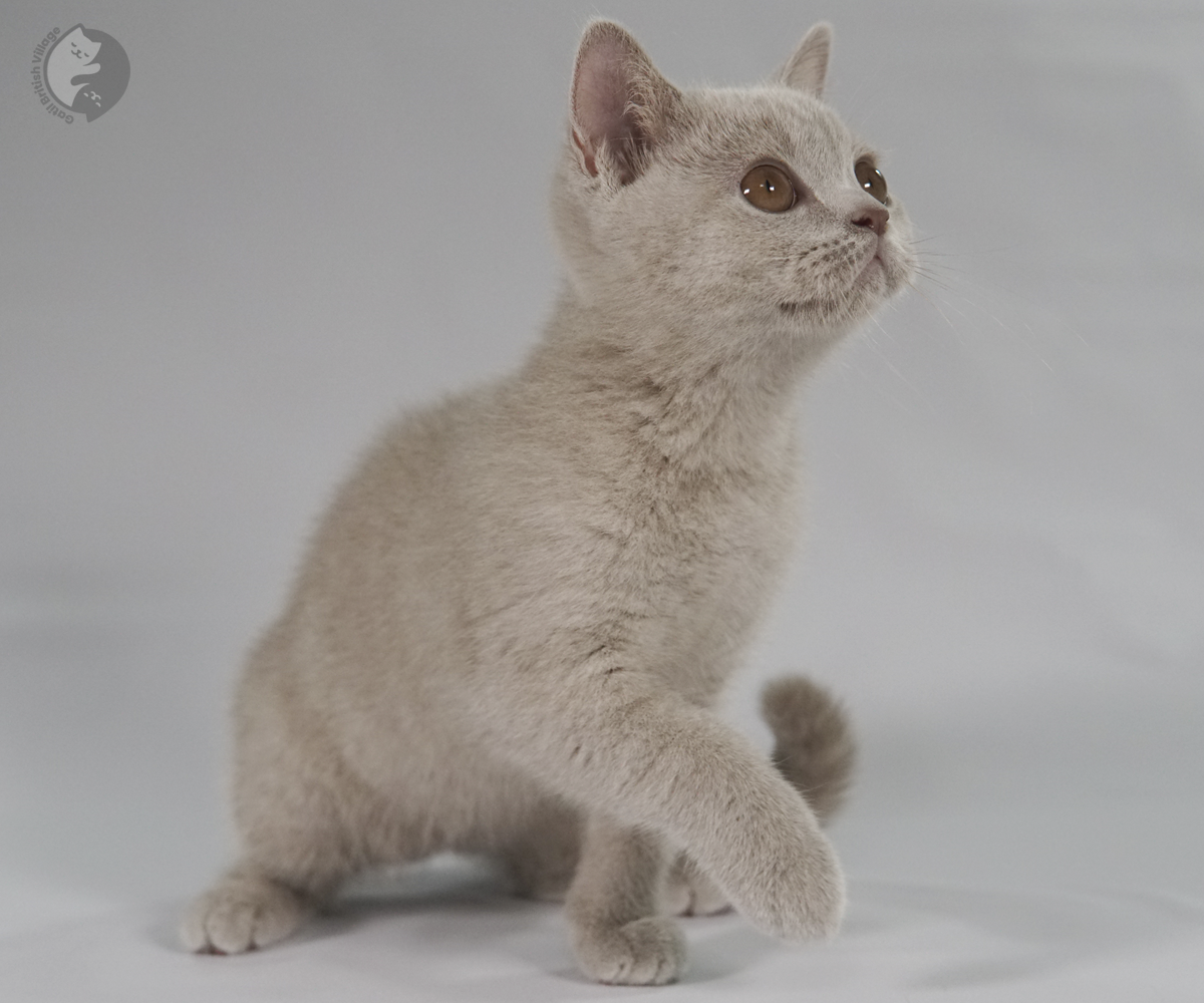 Gatinha dormindo sobre fundo branco
