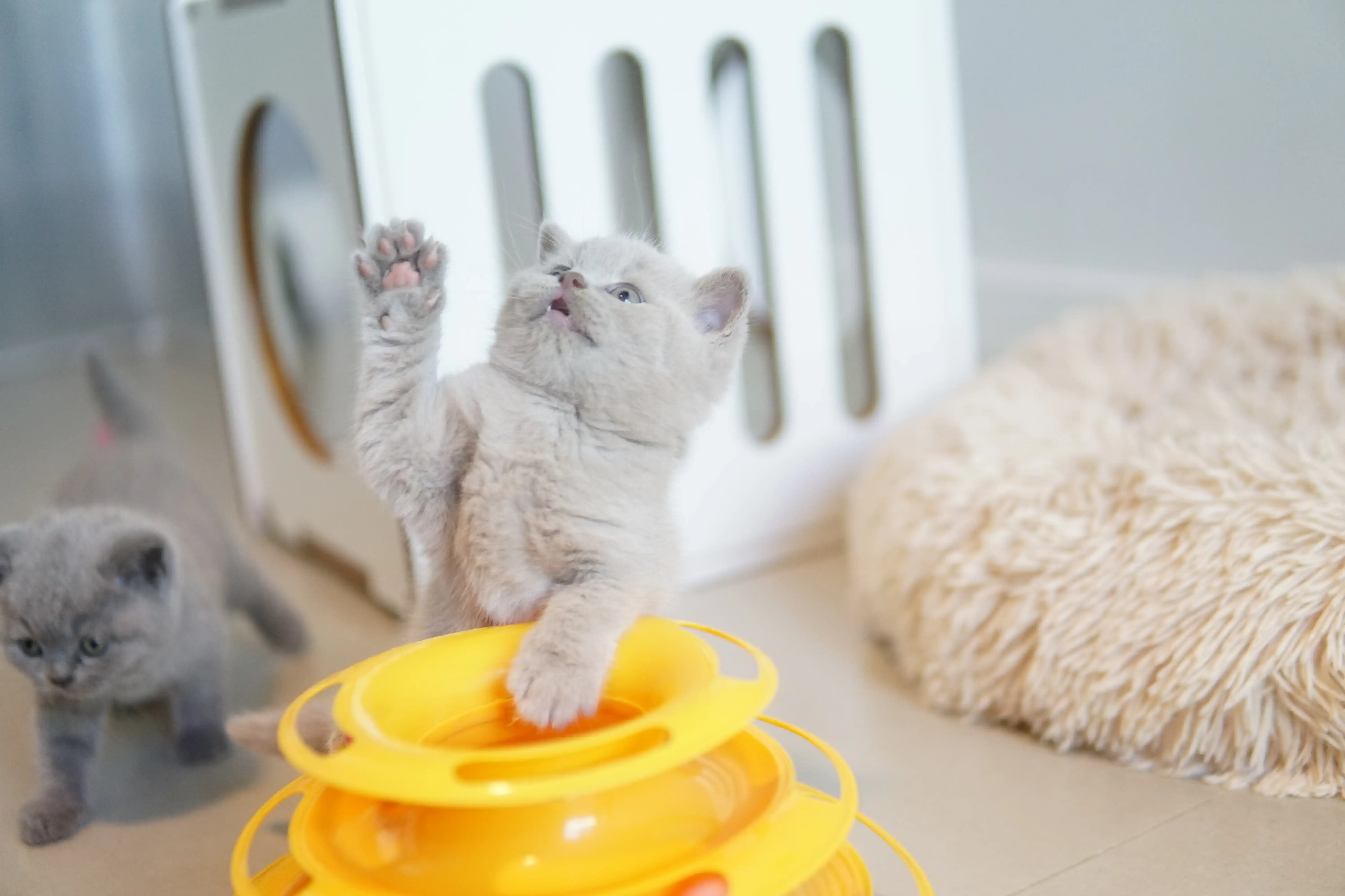 Filhote interagindo com o arranhador