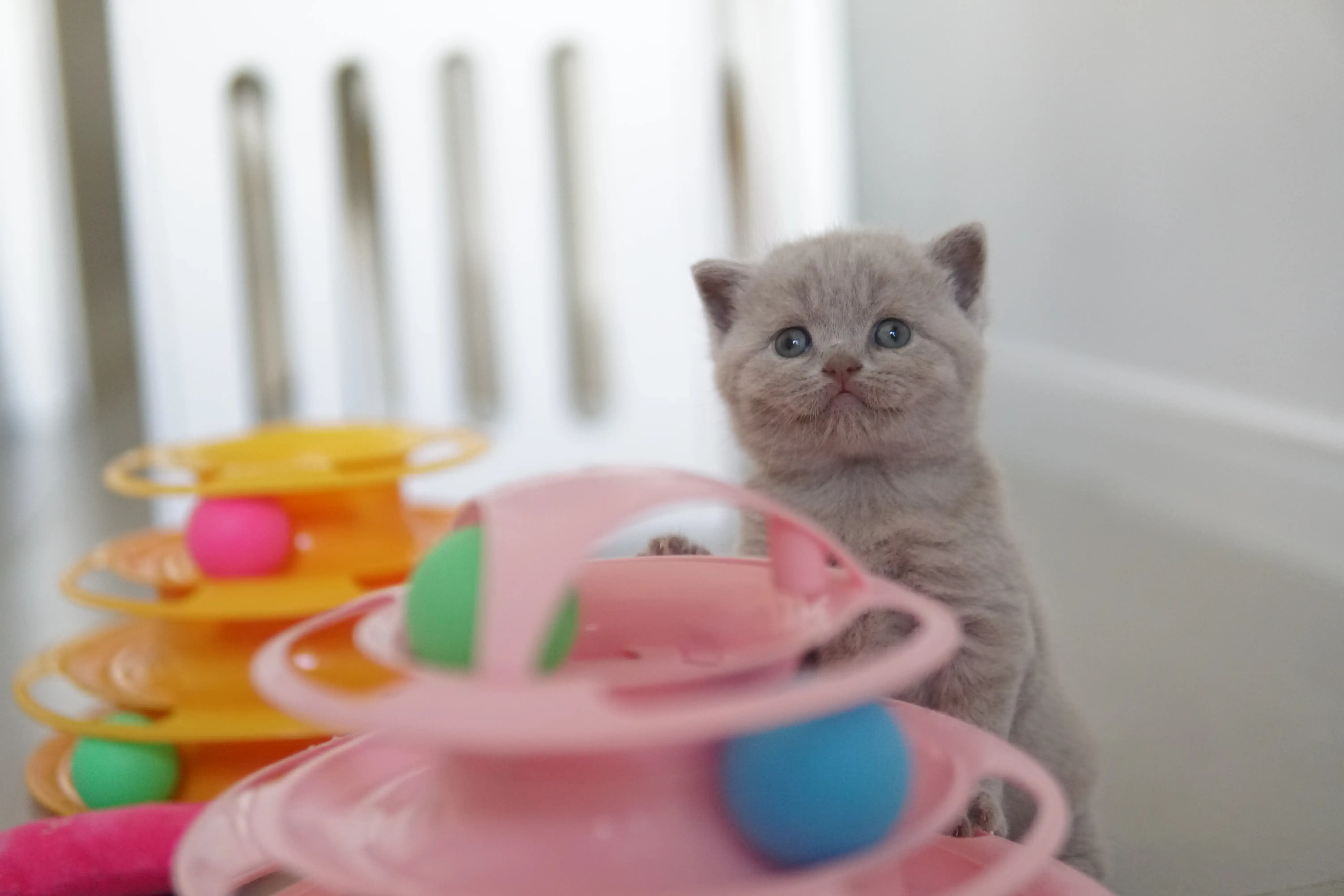 Filhote demonstrando confiança no espaço