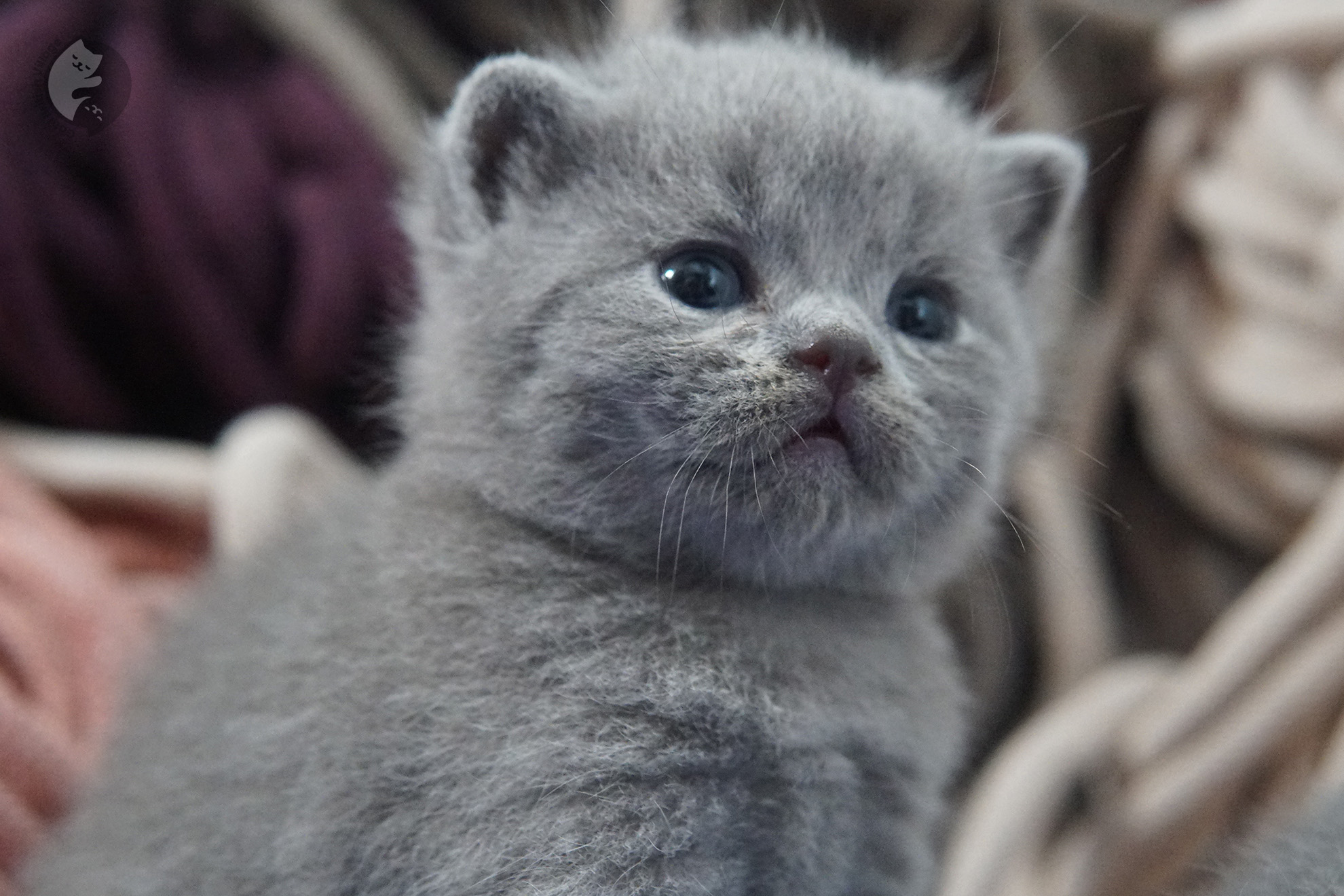 Filhote de gato da raça British Shorthair - foto 12