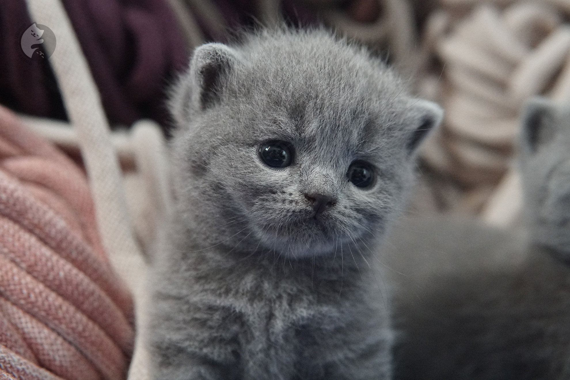 Filhote de gato da raça British Shorthair - foto 22