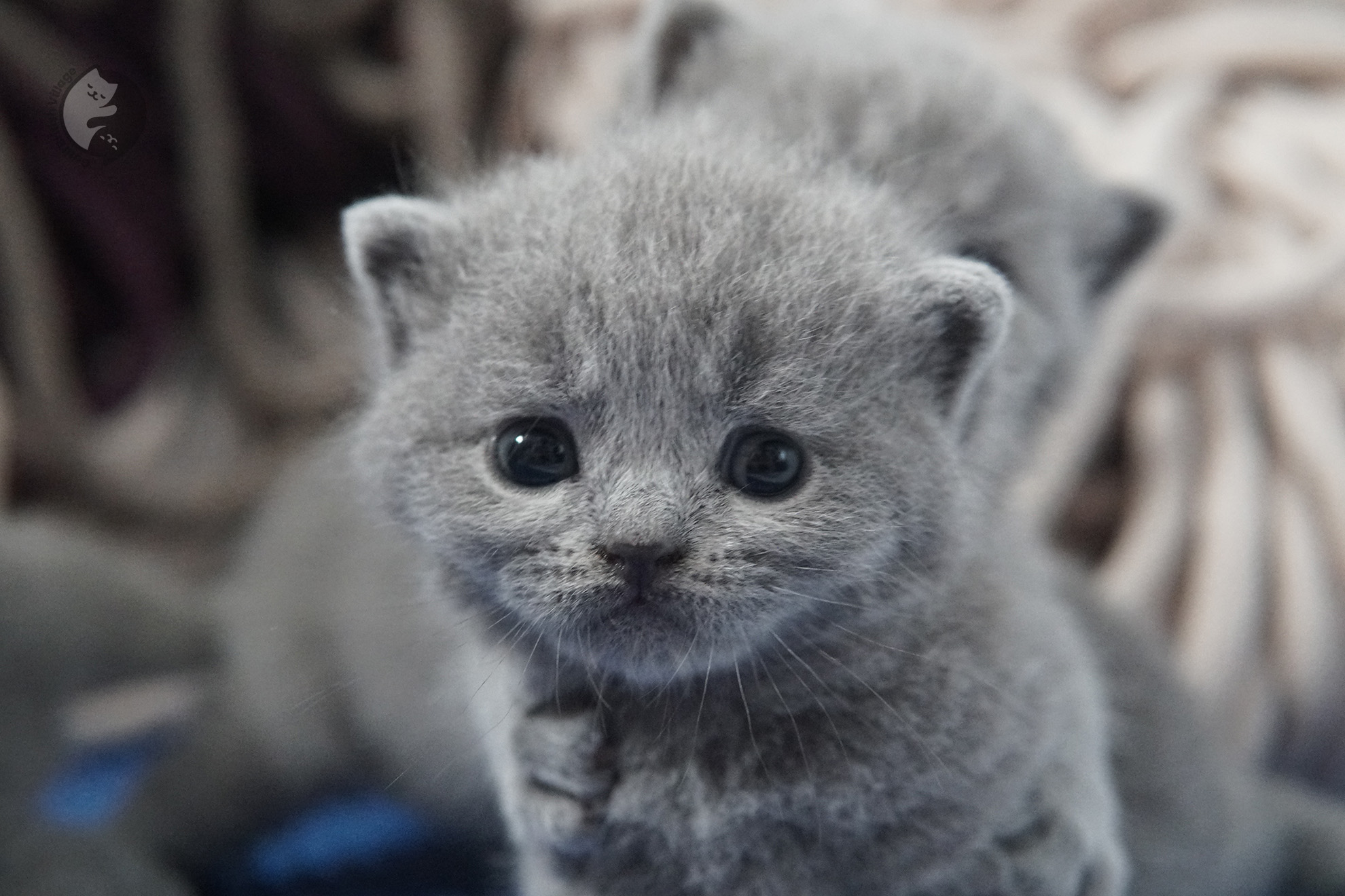 Filhote de gato da raça British Shorthair - foto 28
