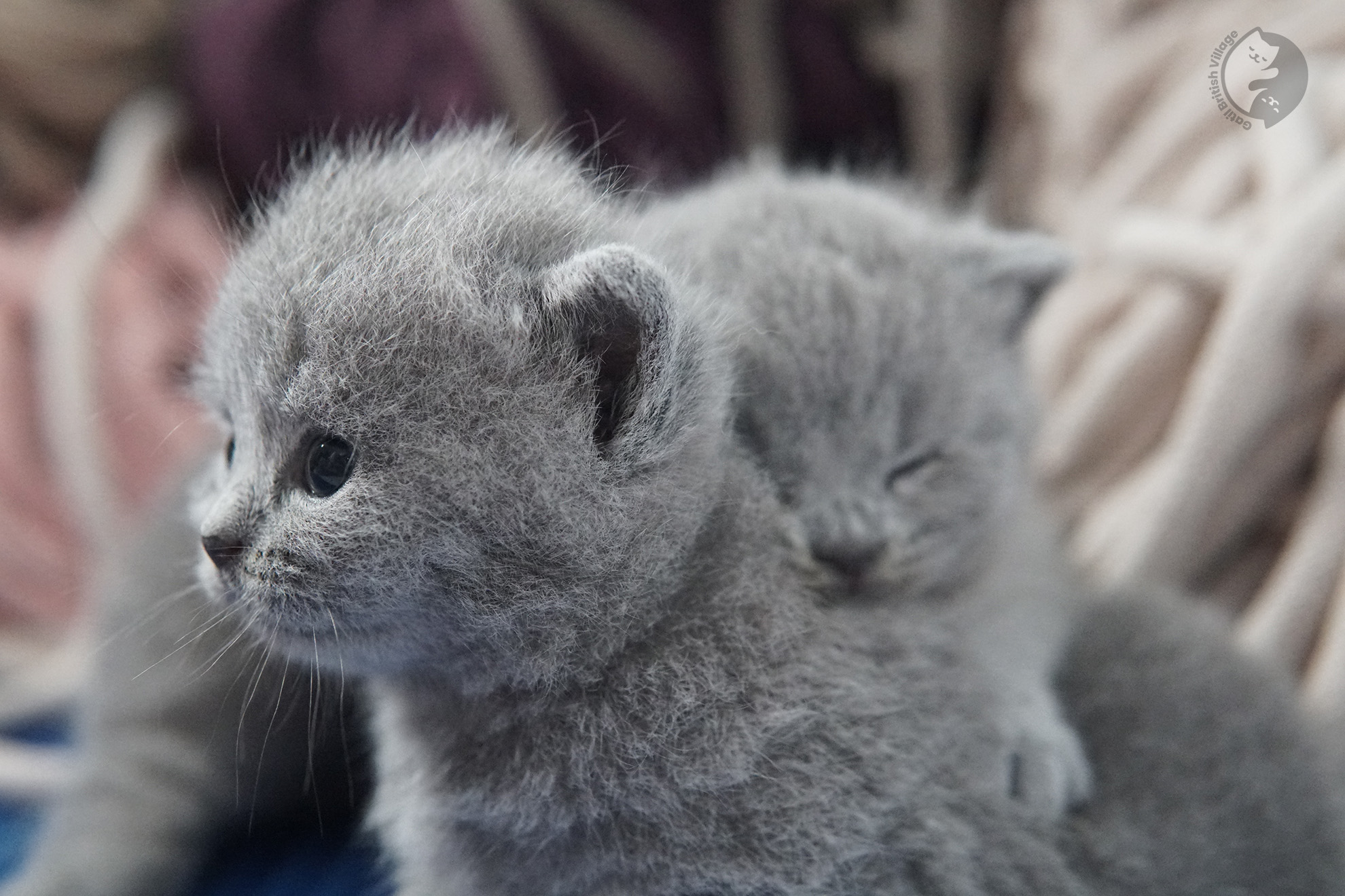 Filhote de gato da raça British Shorthair - foto 29