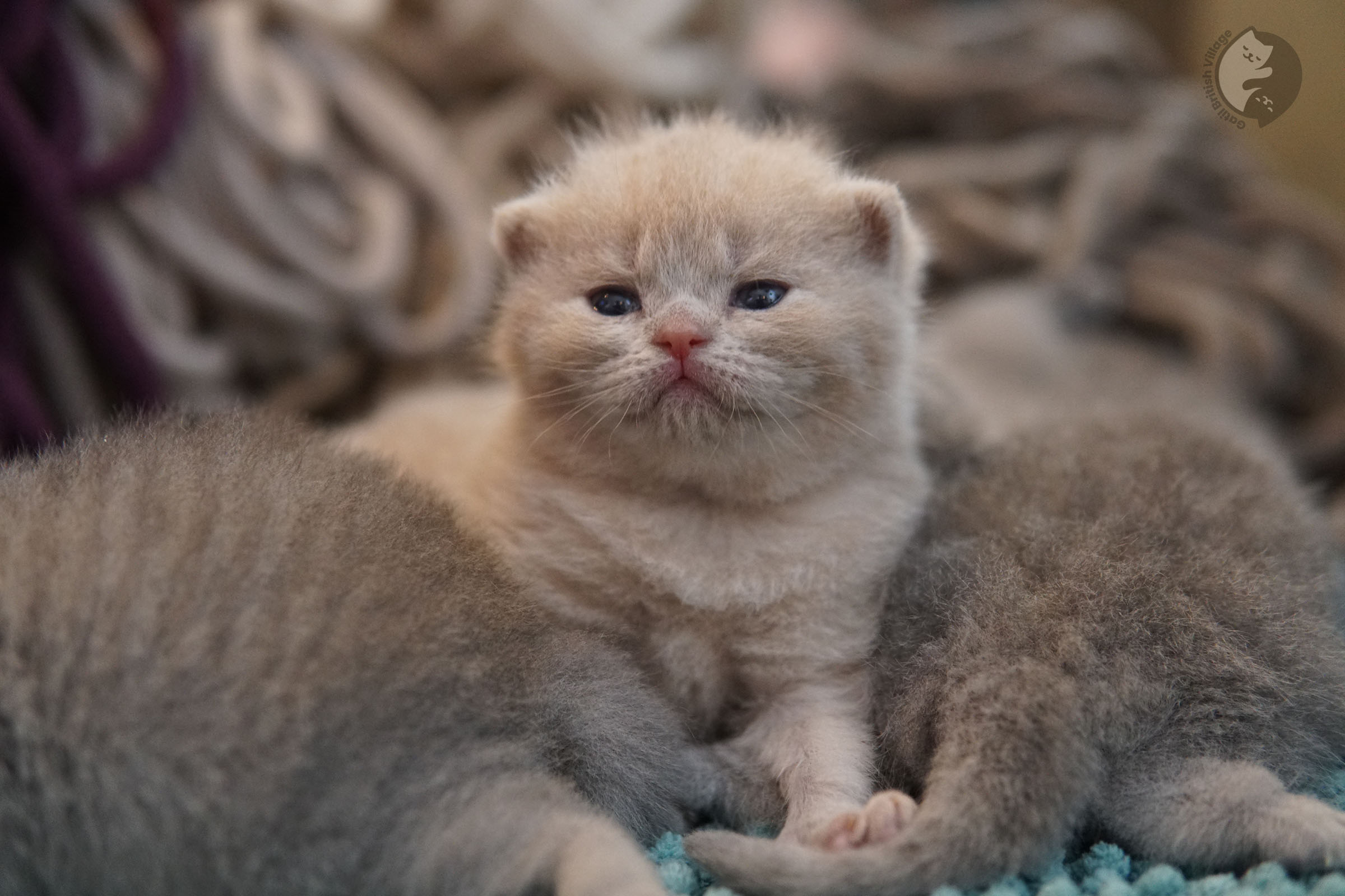Blue Shorthair de perfil