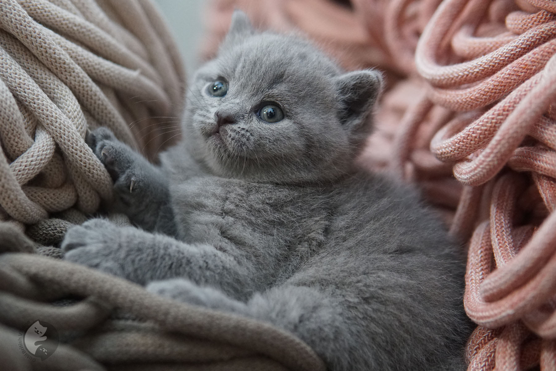 Gatinho posando com elegância