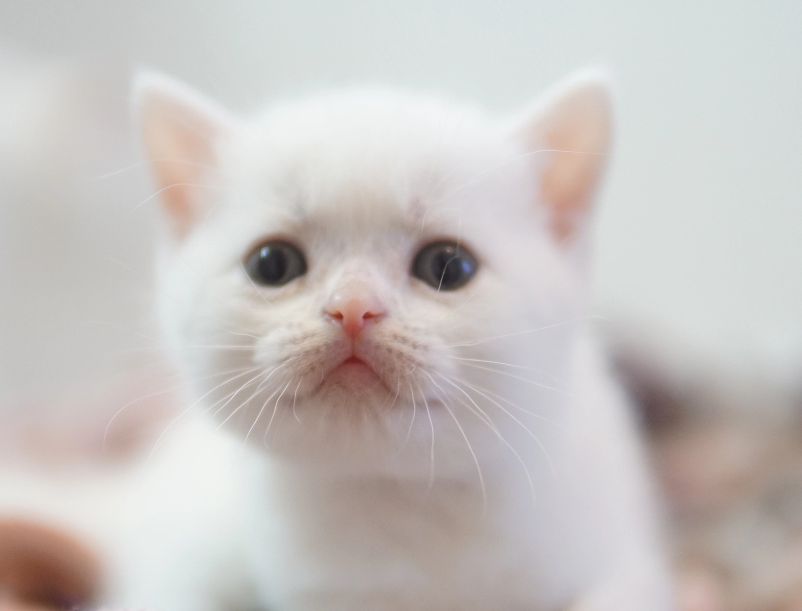 Artemis