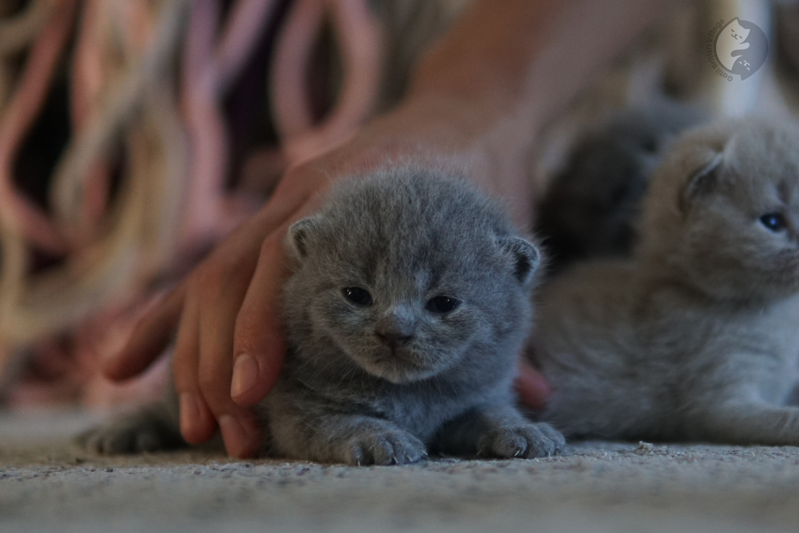 Gatinho sentado olhando para a frente