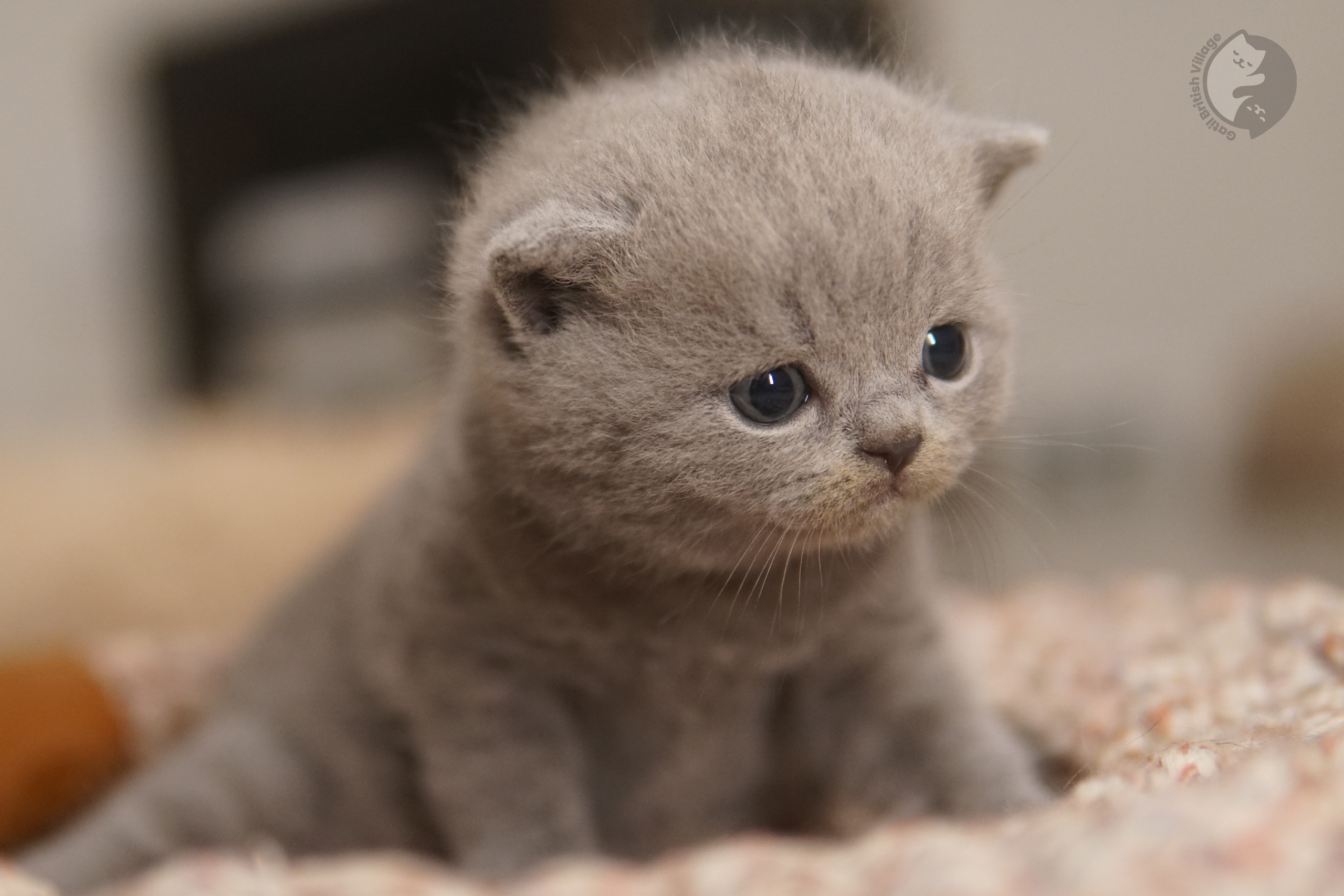 Gatinho deitado com olhar de tranquilidade - foto 62