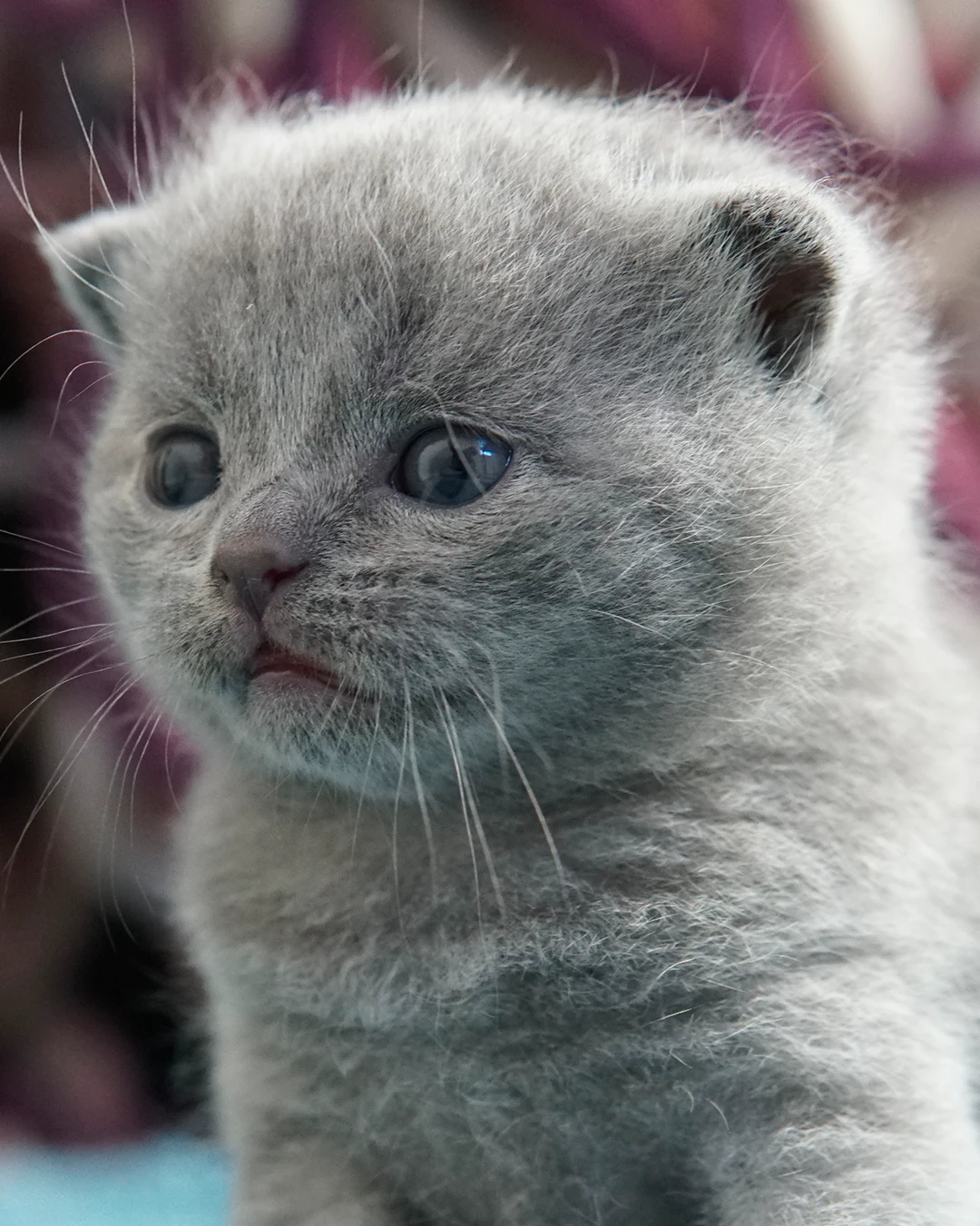 Filhote British Shorthair — Ninhada 18 de maio de 2026 — british shorthair hades tamica mai 2026 008