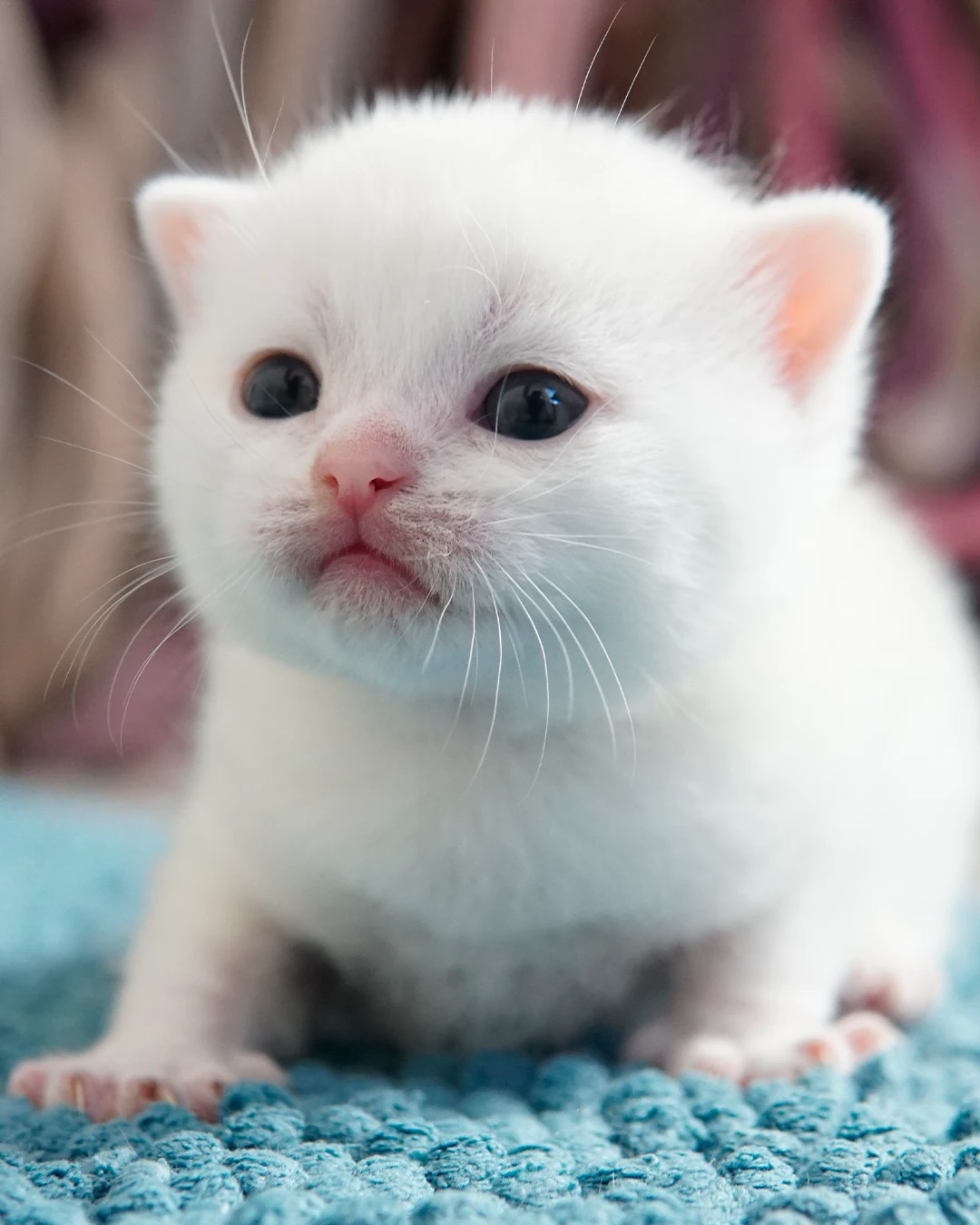 Filhote British Shorthair — Ninhada 18 de maio de 2026 — british shorthair hades tamica mai 2026 017
