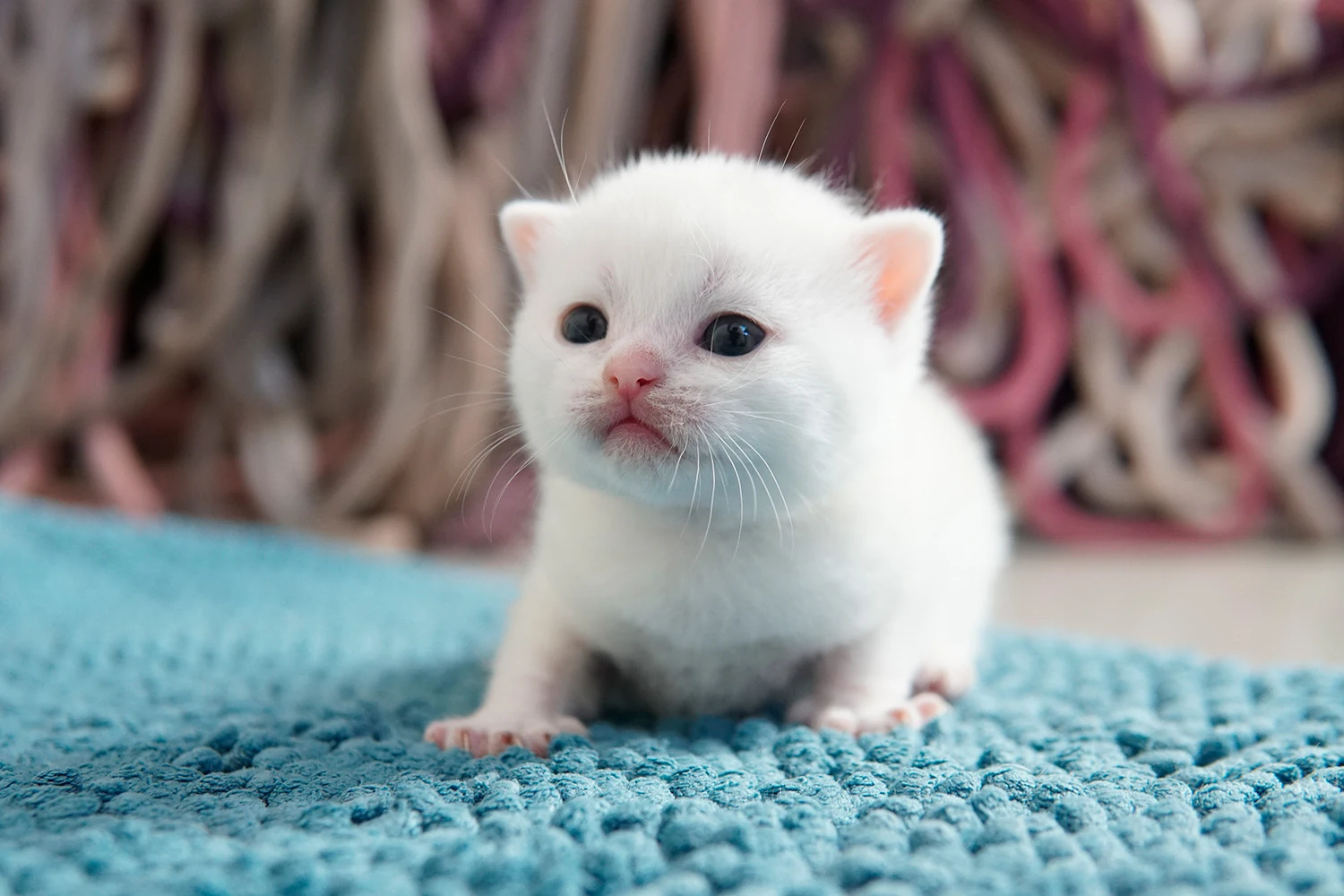 Filhote British Shorthair — Ninhada 18 de maio de 2026 — british shorthair hades tamica mai 2026 022