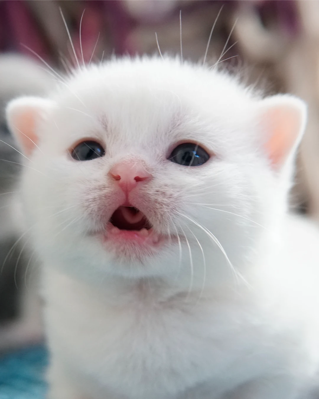 Filhote British Shorthair — Ninhada 18 de maio de 2026 — british shorthair hades tamica mai 2026 020