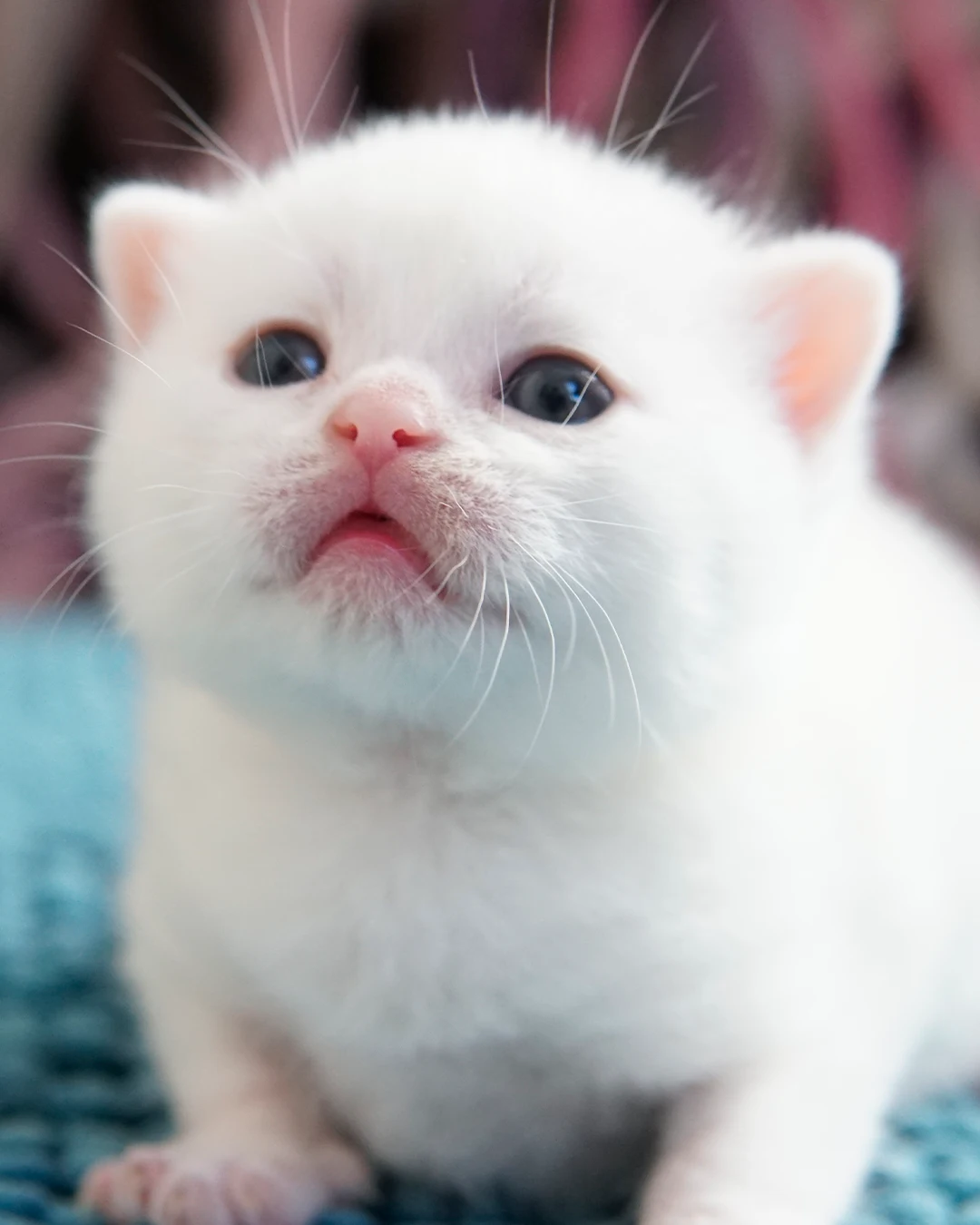 Filhote British Shorthair — Ninhada 18 de maio de 2026 — british shorthair hades tamica mai 2026 012