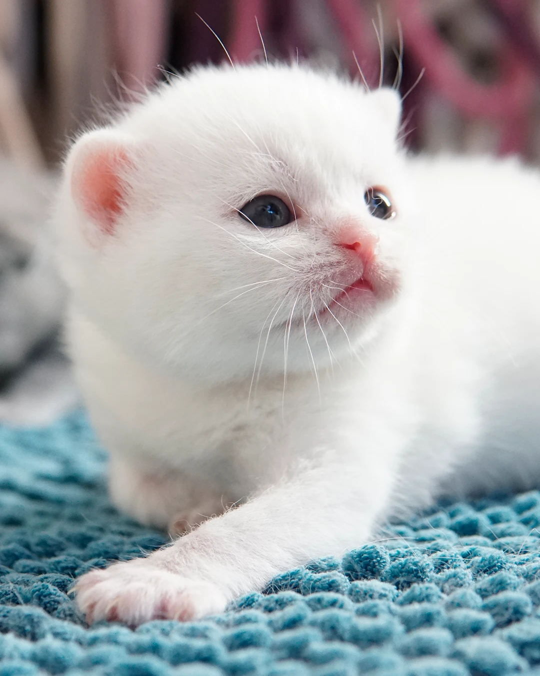 Filhote British Shorthair — Ninhada 18 de maio de 2026 — british shorthair hades tamica mai 2026 003