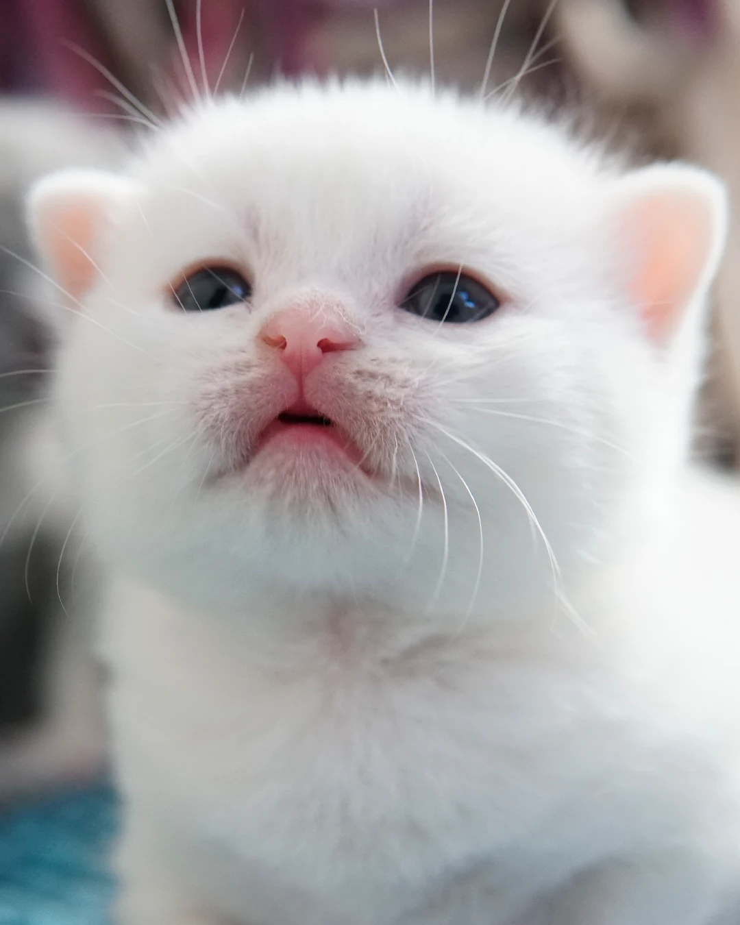 Filhote British Shorthair — Ninhada 18 de maio de 2026 — british shorthair hades tamica mai 2026 021