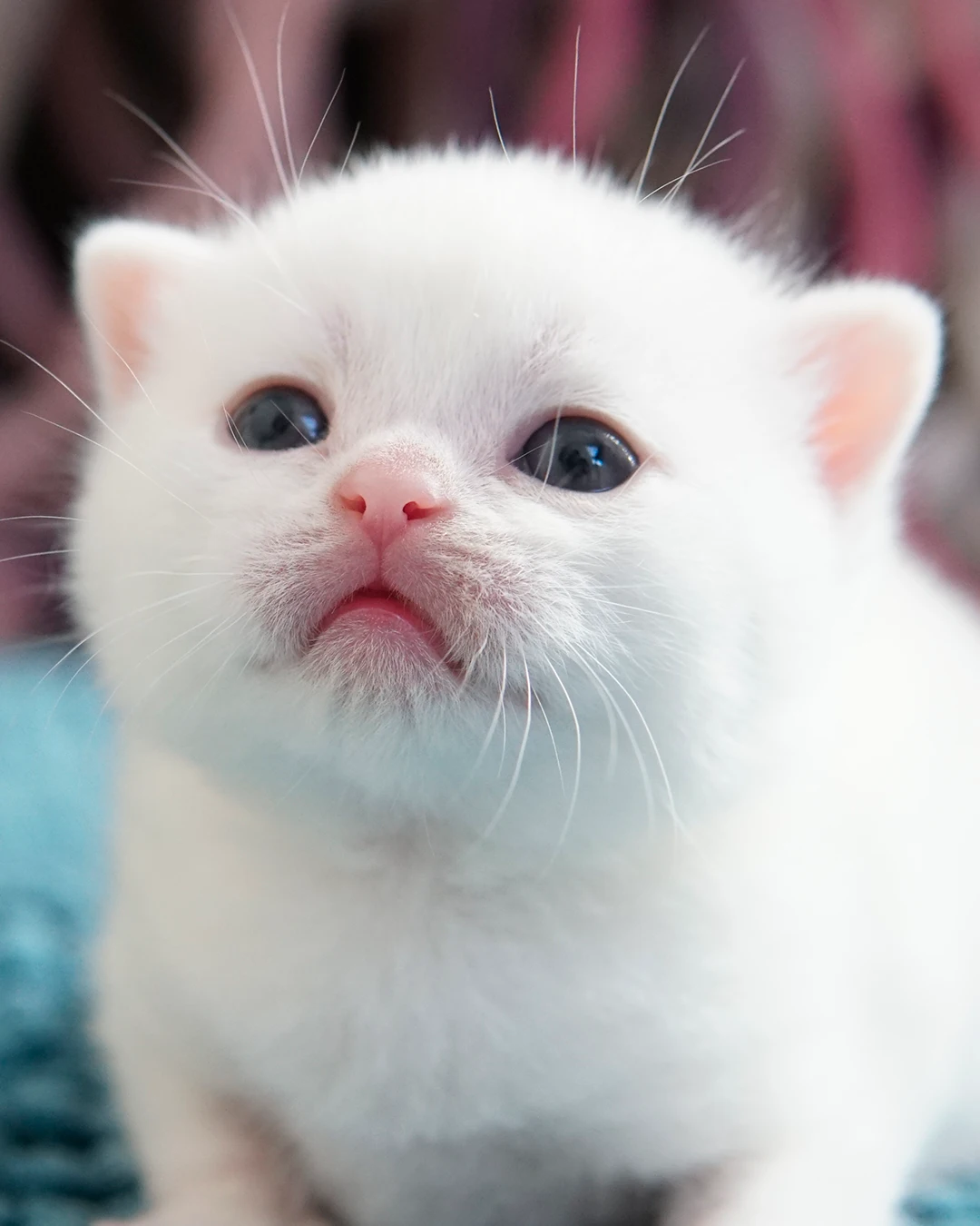 Filhote British Shorthair — Ninhada 18 de maio de 2026 — british shorthair hades tamica mai 2026 013