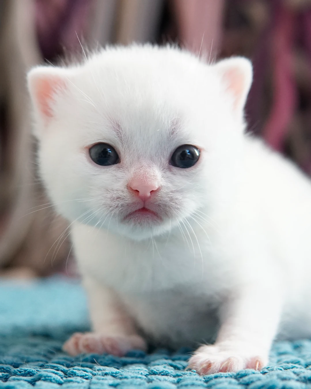Filhote British Shorthair — Ninhada 18 de maio de 2026 — british shorthair hades tamica mai 2026 014
