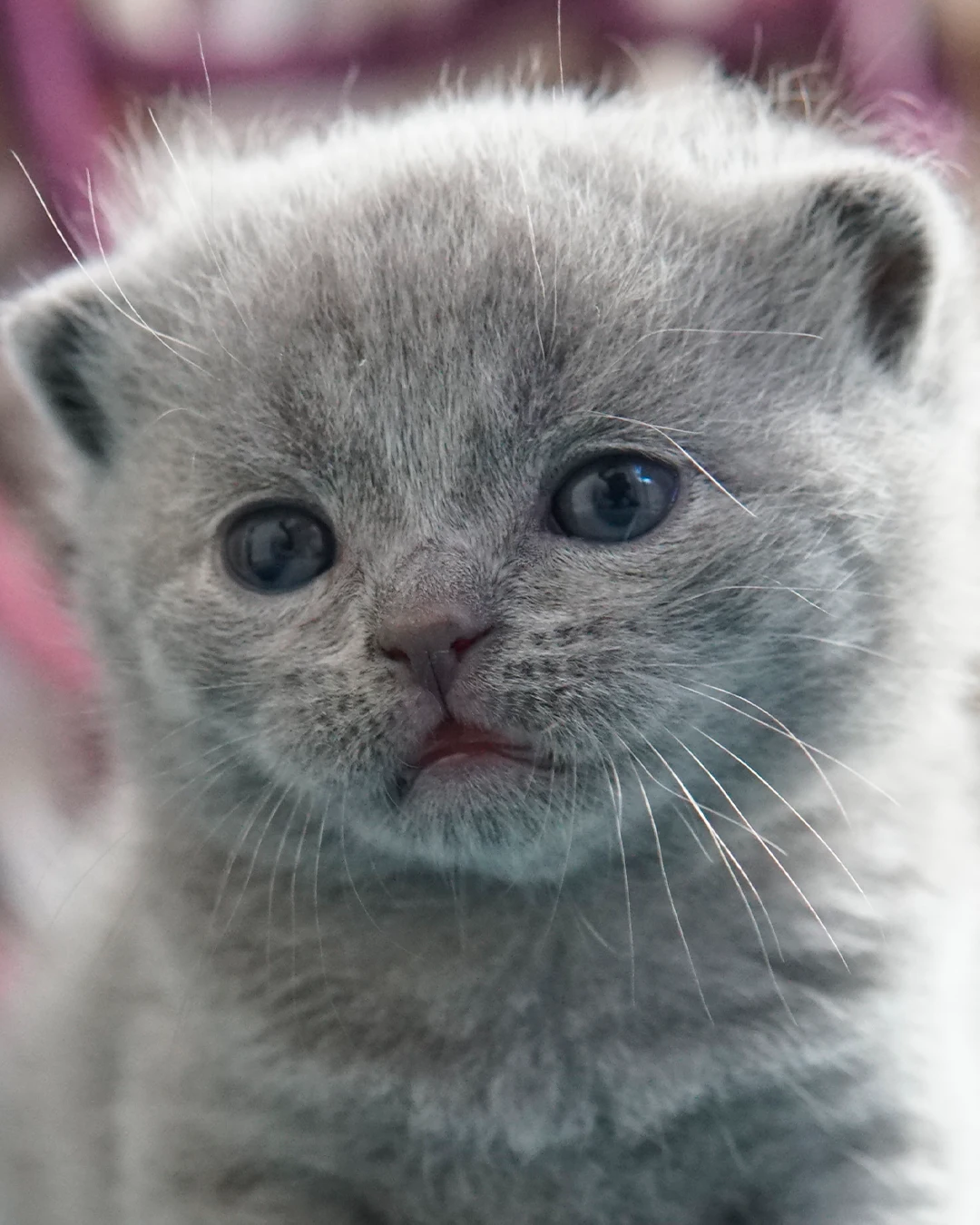 Filhote British Shorthair — Ninhada 18 de maio de 2026 — british shorthair hades tamica mai 2026 006