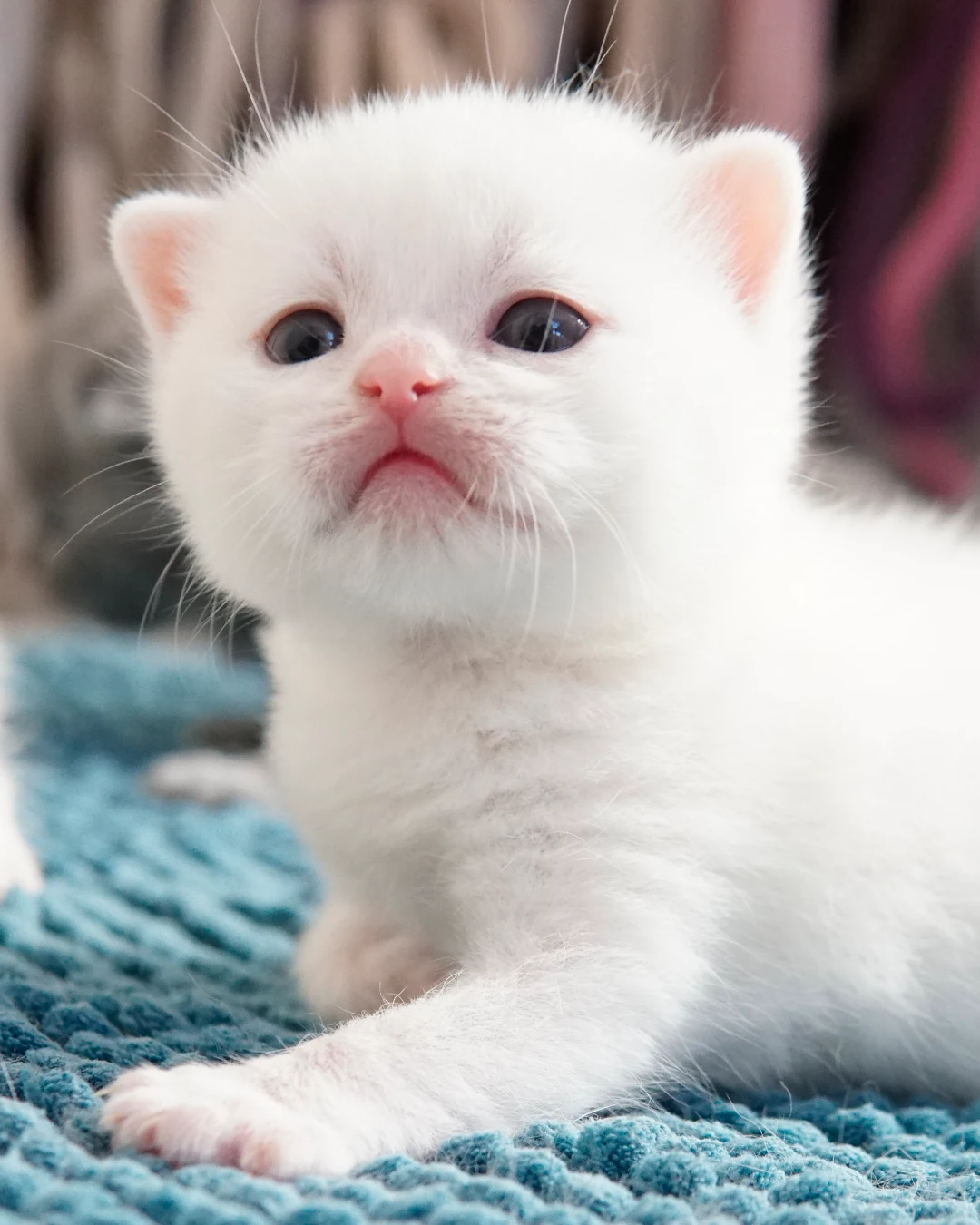 Filhote British Shorthair — Ninhada 18 de maio de 2026 — british shorthair hades tamica mai 2026 005