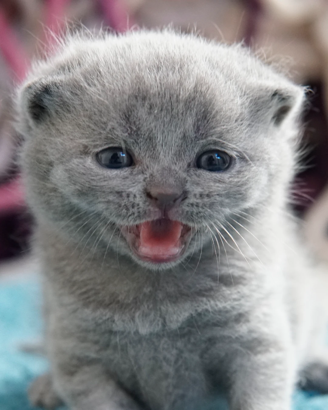 Filhote British Shorthair — Ninhada 18 de maio de 2026 — british shorthair hades tamica mai 2026 009