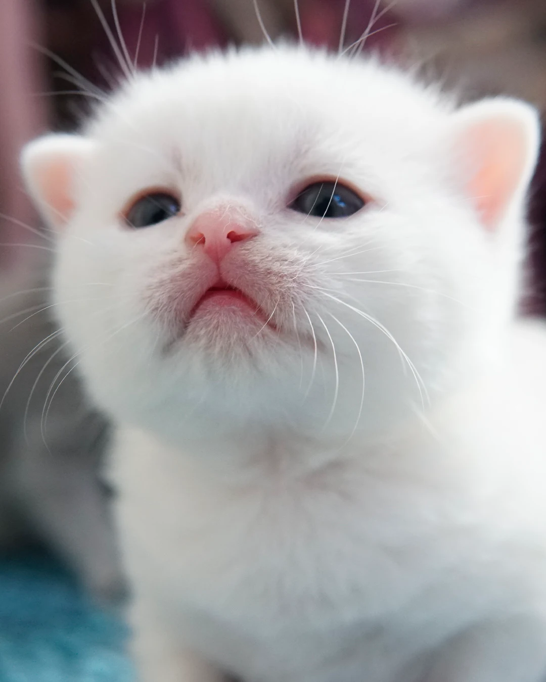 Filhote British Shorthair — Ninhada 18 de maio de 2026 — british shorthair hades tamica mai 2026 018