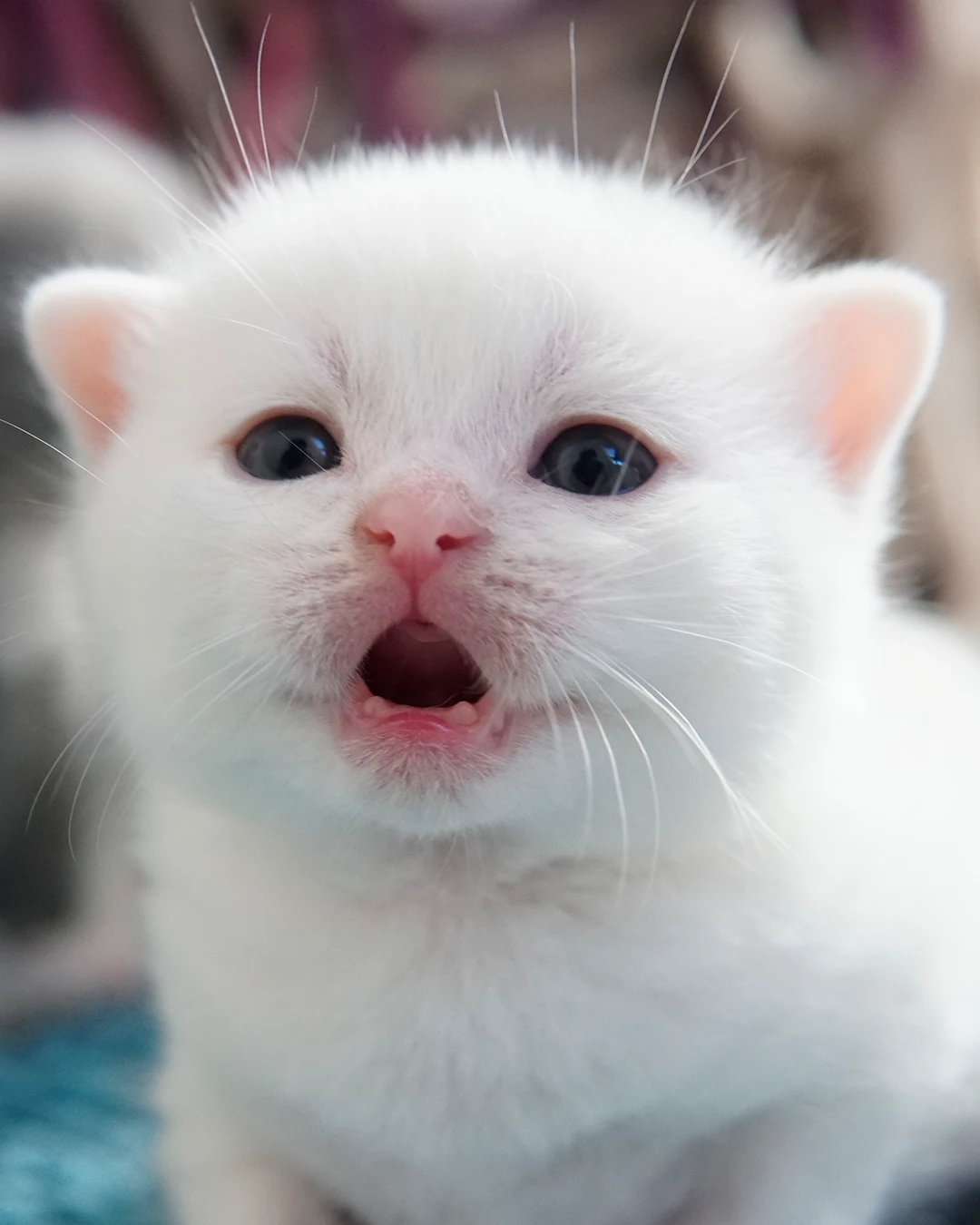 Filhote British Shorthair — Ninhada 18 de maio de 2026 — british shorthair hades tamica mai 2026 019