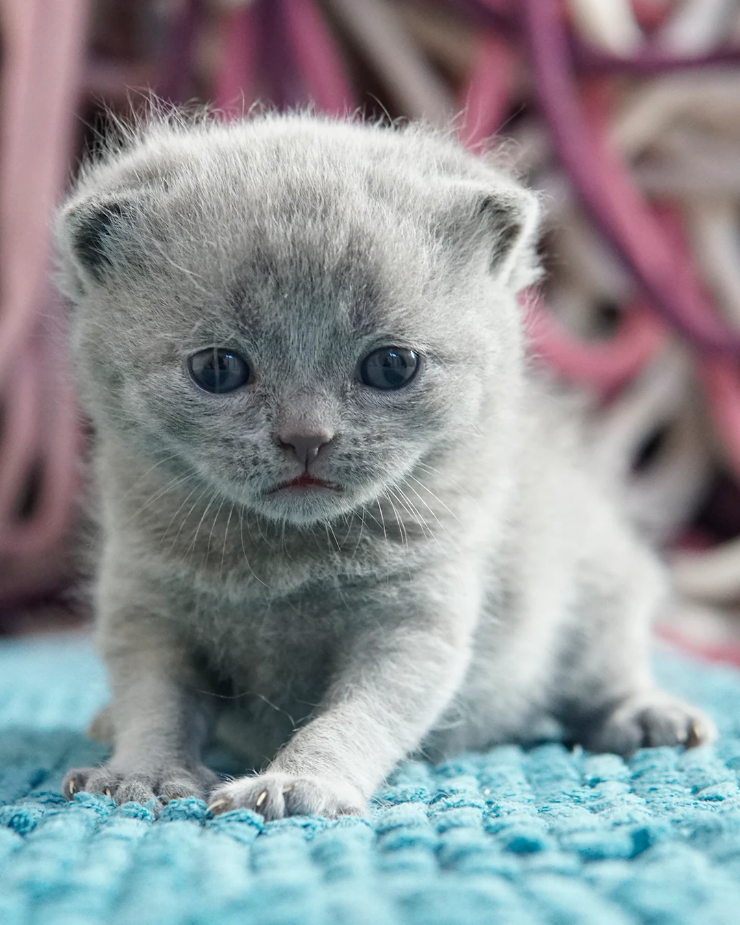 Filhote British Shorthair — Ninhada 18 de maio de 2026 — british shorthair hades tamica mai 2026 002