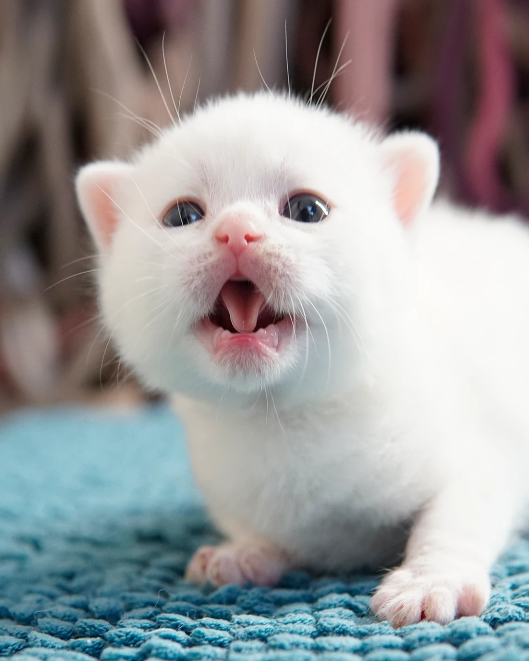 Filhote British Shorthair — Ninhada 18 de maio de 2026 — british shorthair hades tamica mai 2026 010